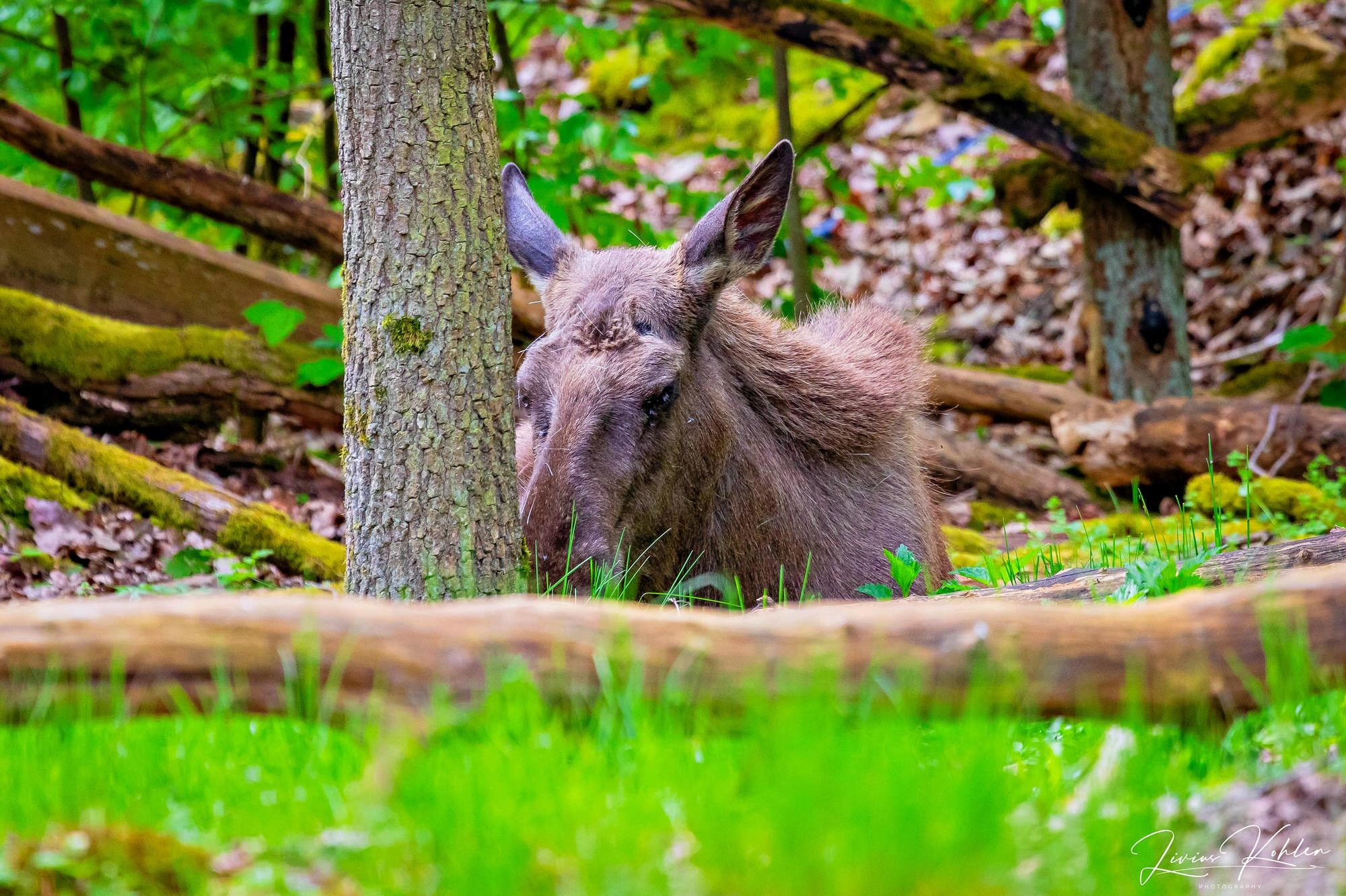 Wildpark Bad Mergentheim. FOTO KREATIV