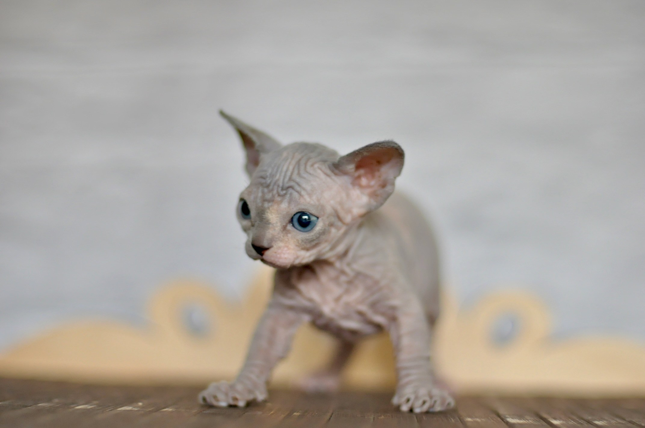 A cattery of Canadian Sphynx breed, located in Limassol, Cyprus