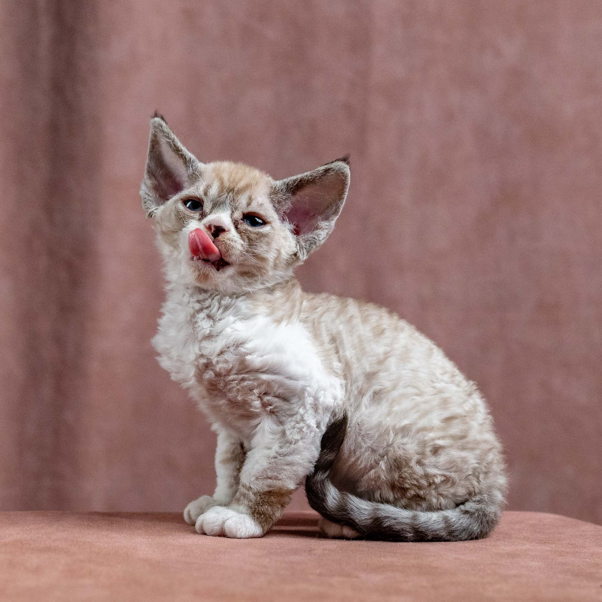 Kai, boy, born 07.02.2025. Devon Rex Pixie Cattery