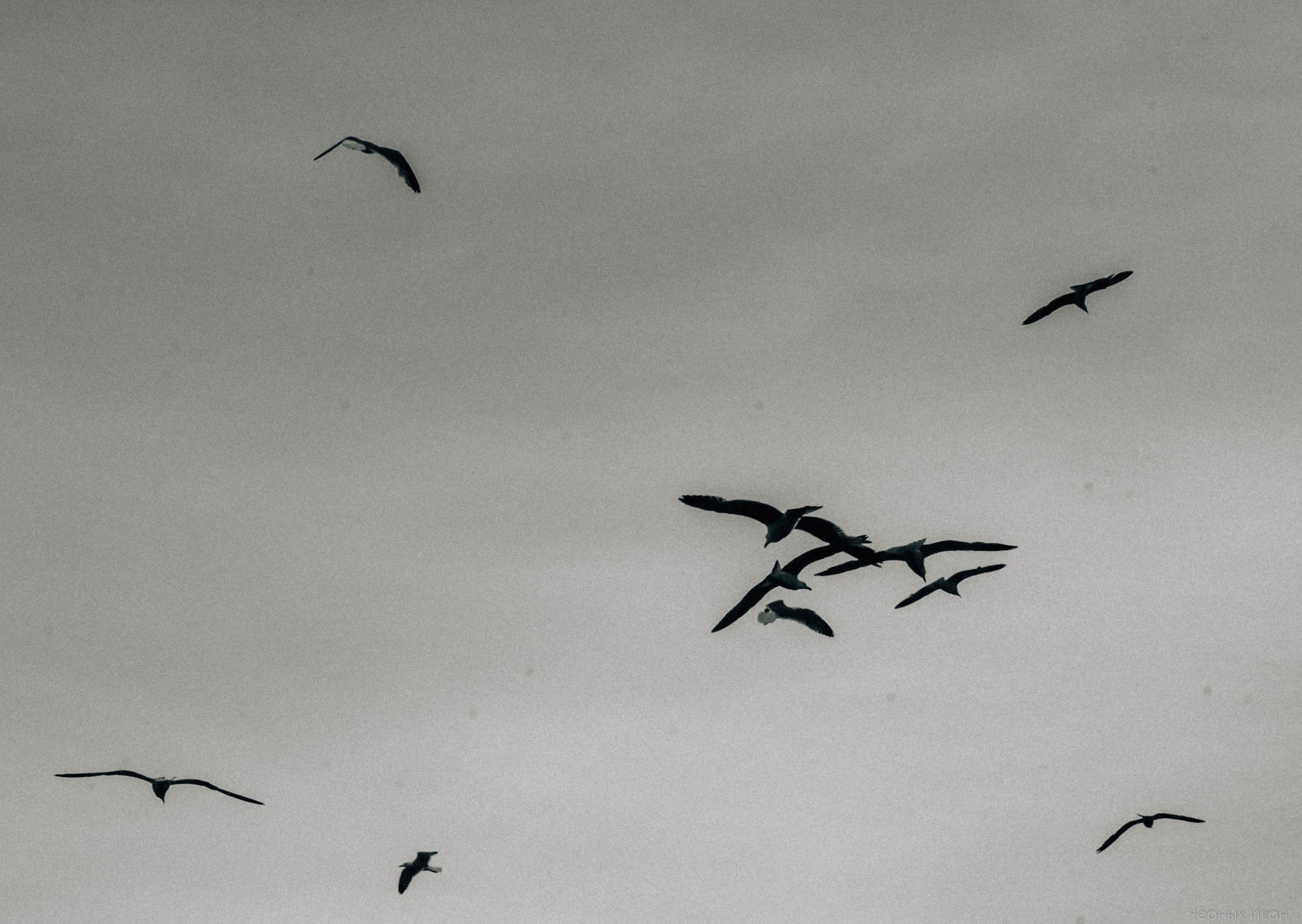 Пернатый психоз. Стрит-фотография, полная абсурда, идиотизма и красоты