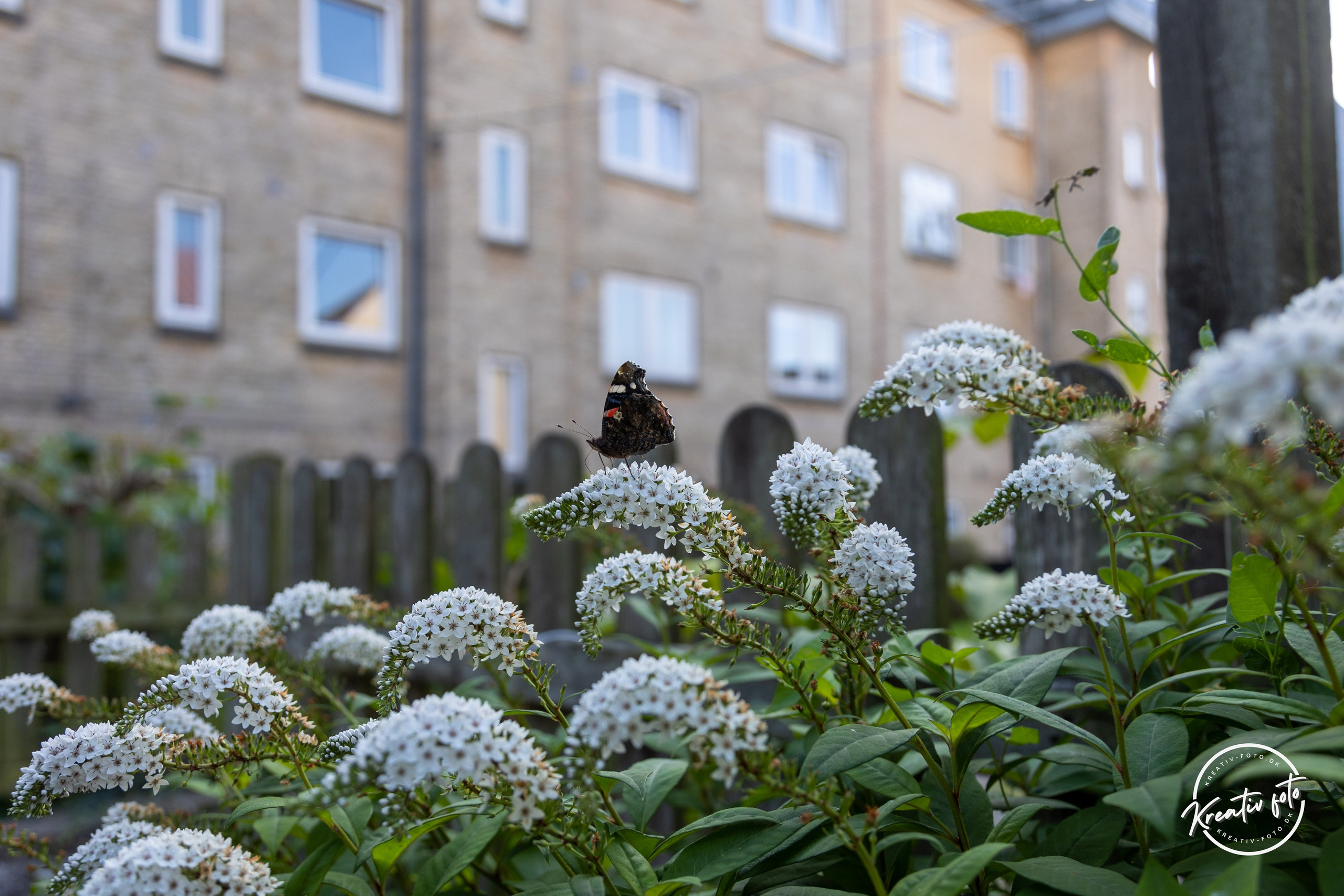 Sommer. Fotograf Aarhus | Portrætfoto Århus | Flotte billeder