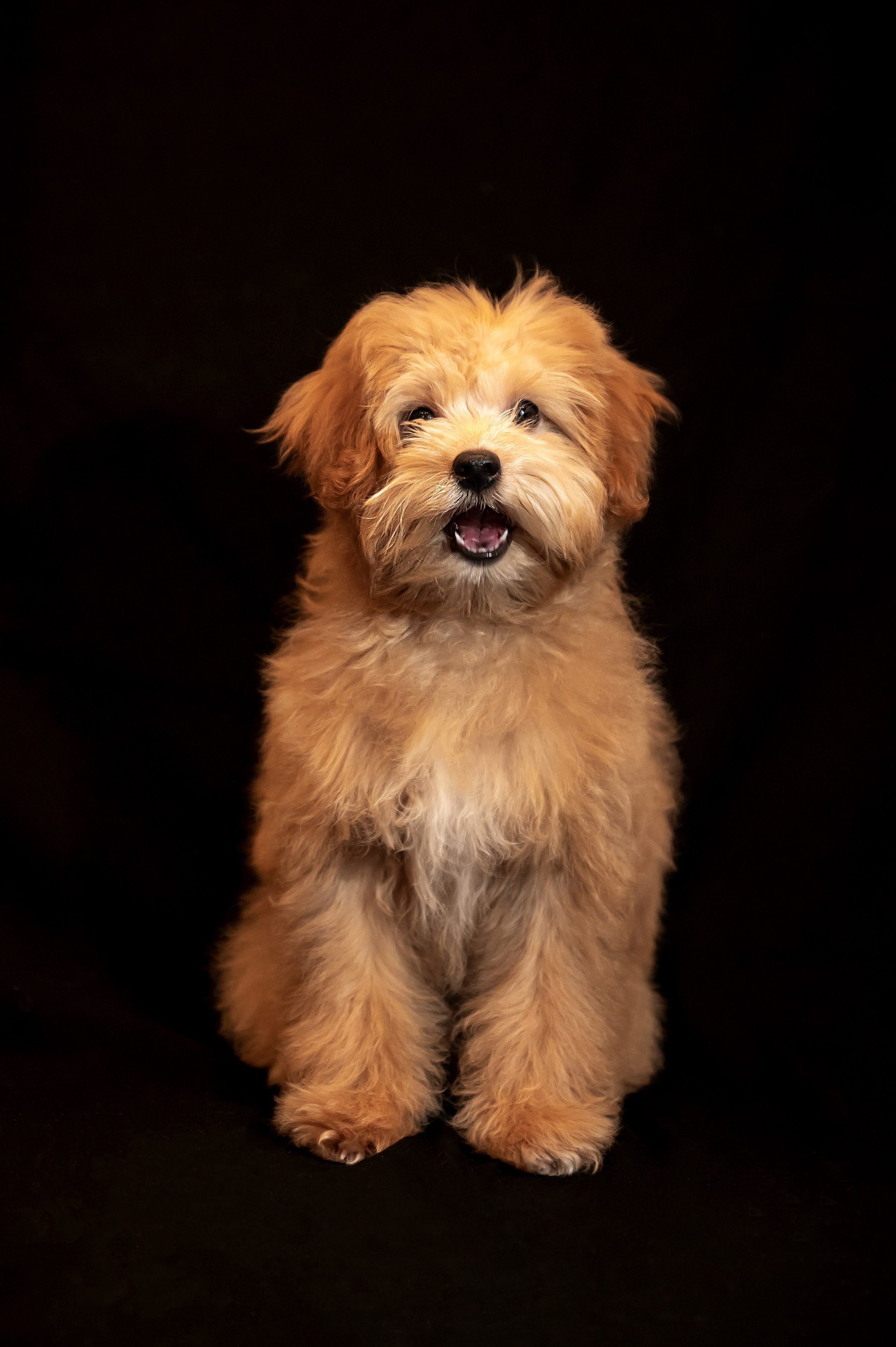 Мики. Главная