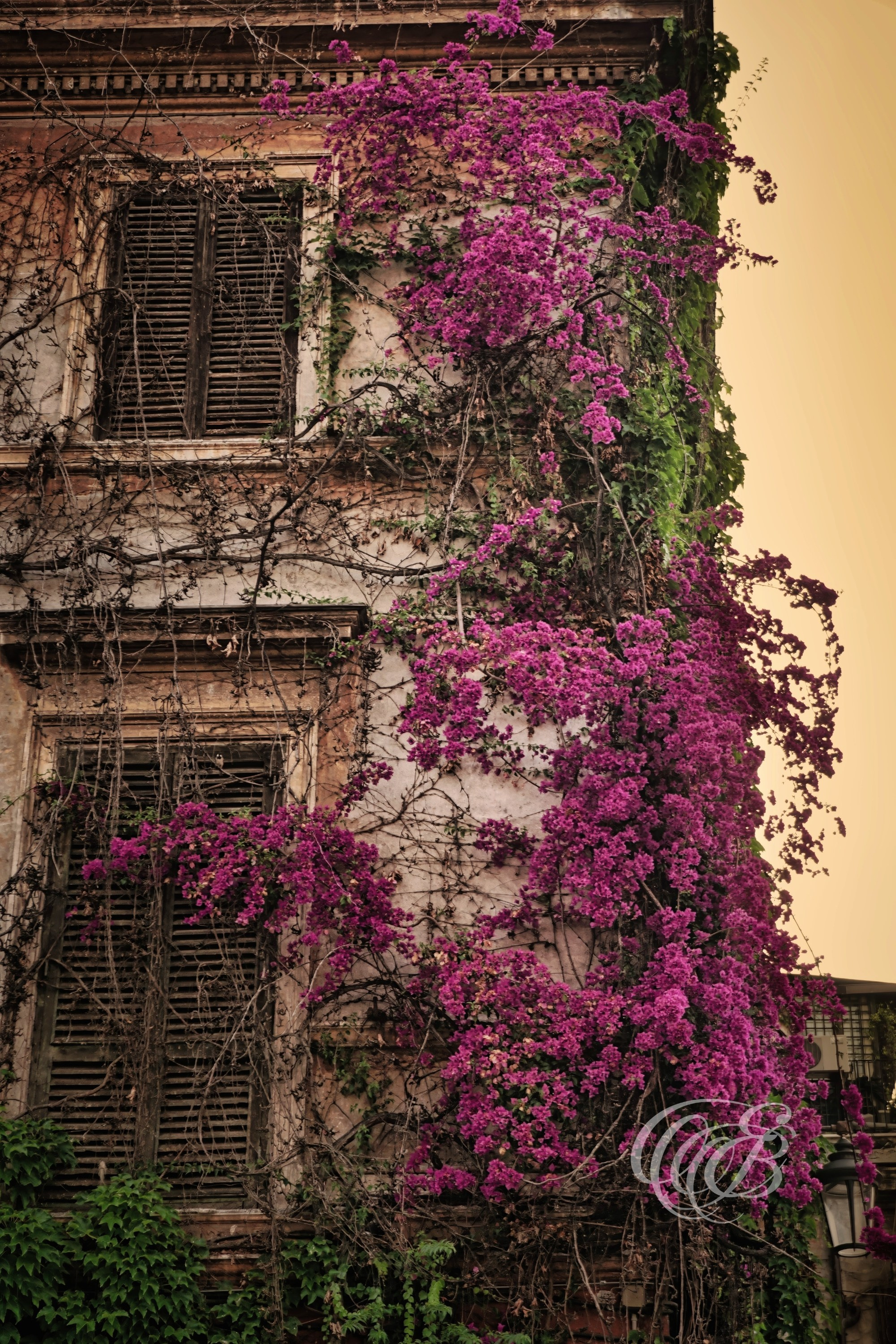 Rome Italy - Trastevere at dusk - Eduardo Bartoli Fine Art Photography - Fine art photograph of a building in Trastevere at dusk with bougainvillea climbing between the windows in Rome, Italy – photography by Eduardo Bartoli.