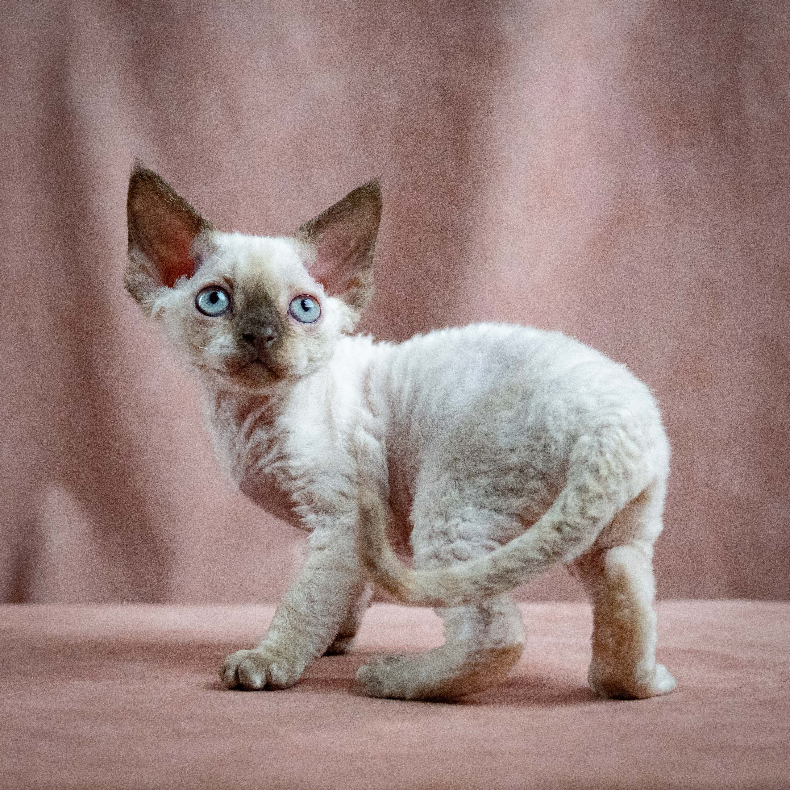 Mila, girl, born 01.15.26. Devon Rex Pixie Cattery