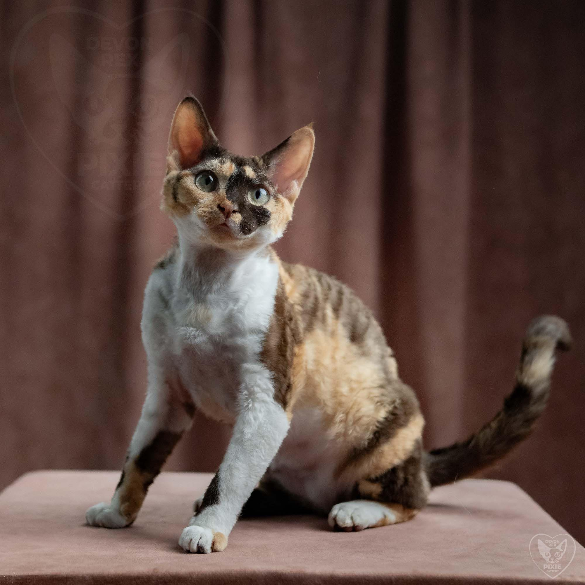 Malvina. Devon Rex Pixie Cattery