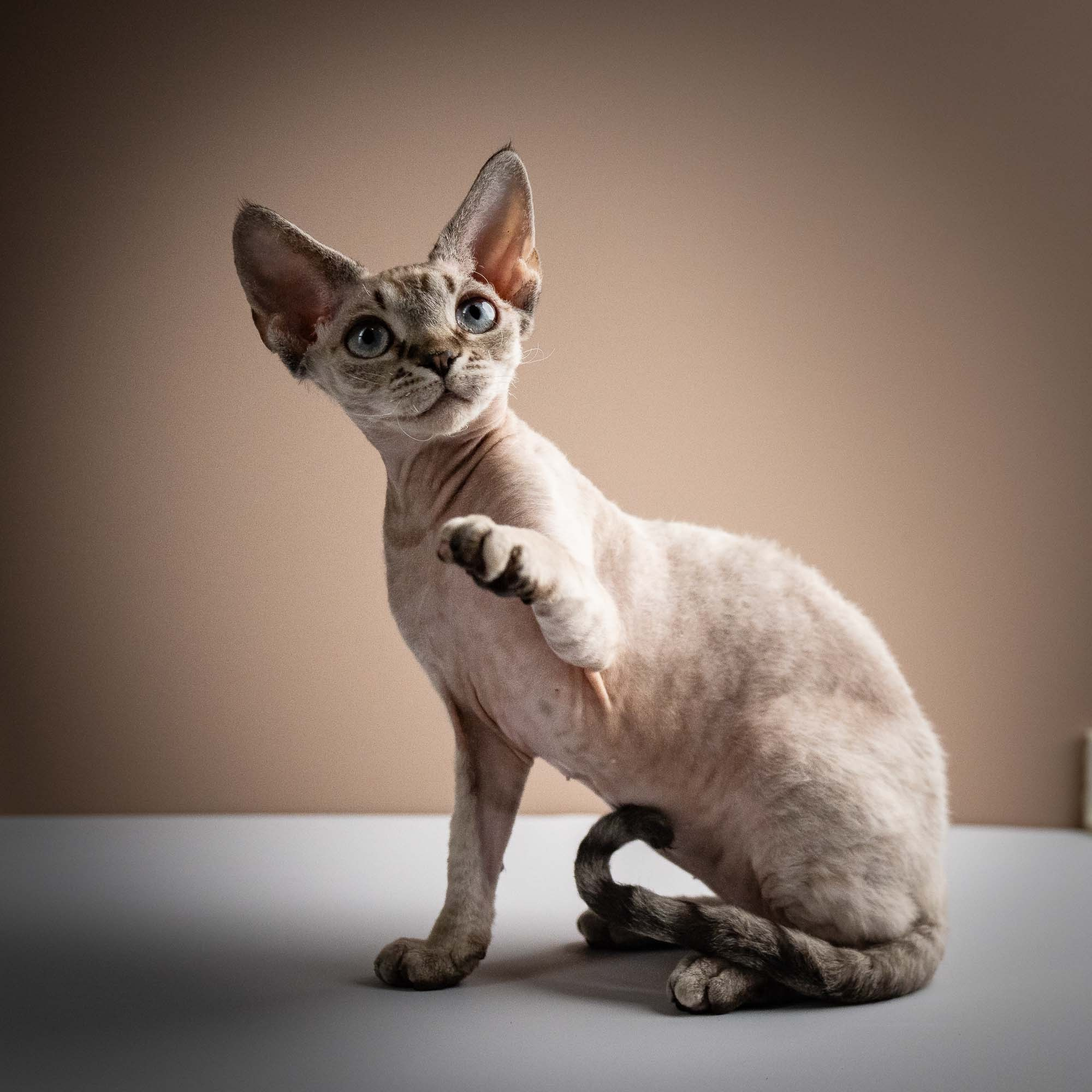 Nellie, girl, born 01.17.26. Devon Rex Pixie Cattery