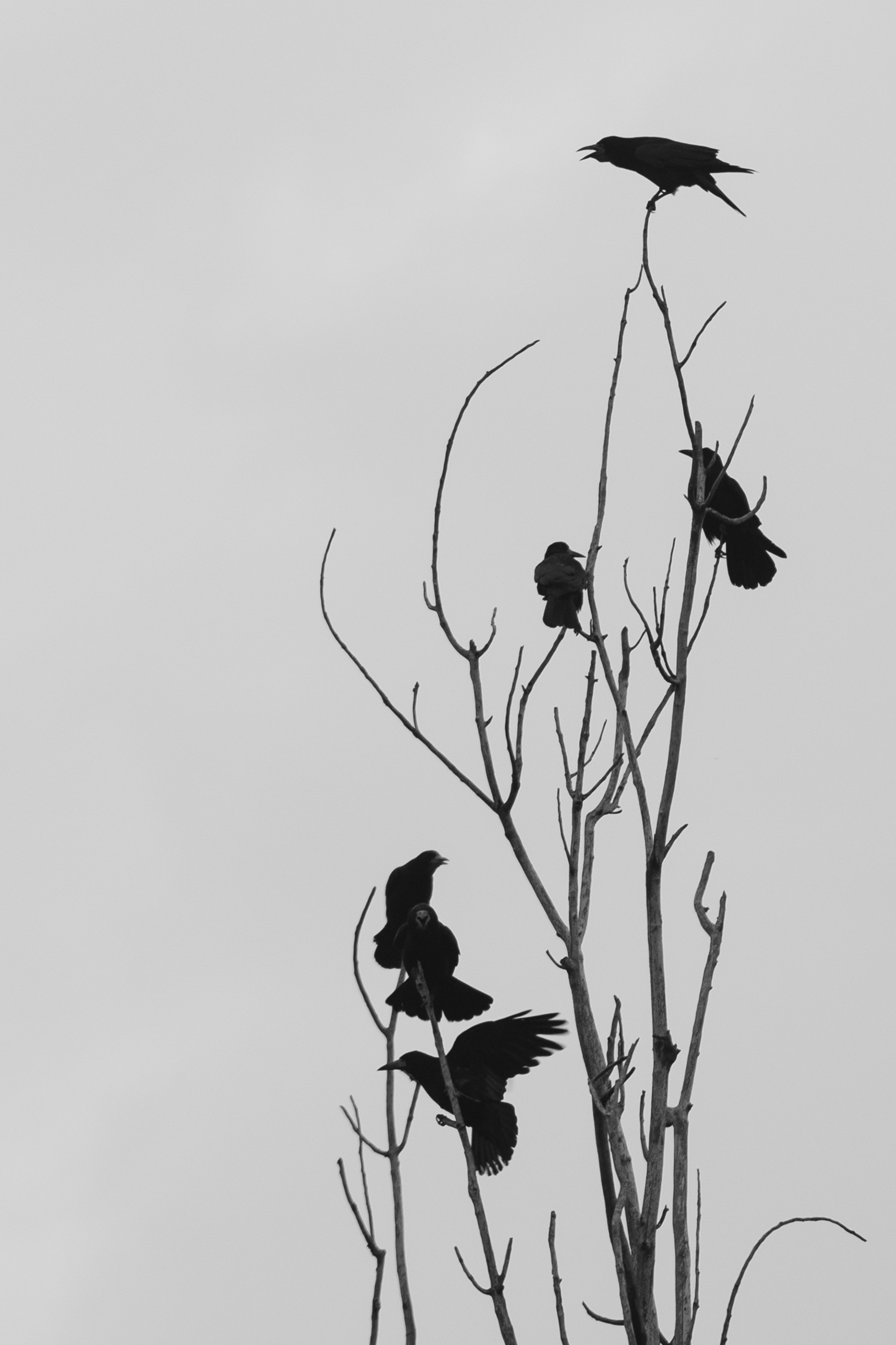 Мои работы. Фотограф в Кишиневе, Чадыр-Лунге, в Комрате Ковалева Зинаида