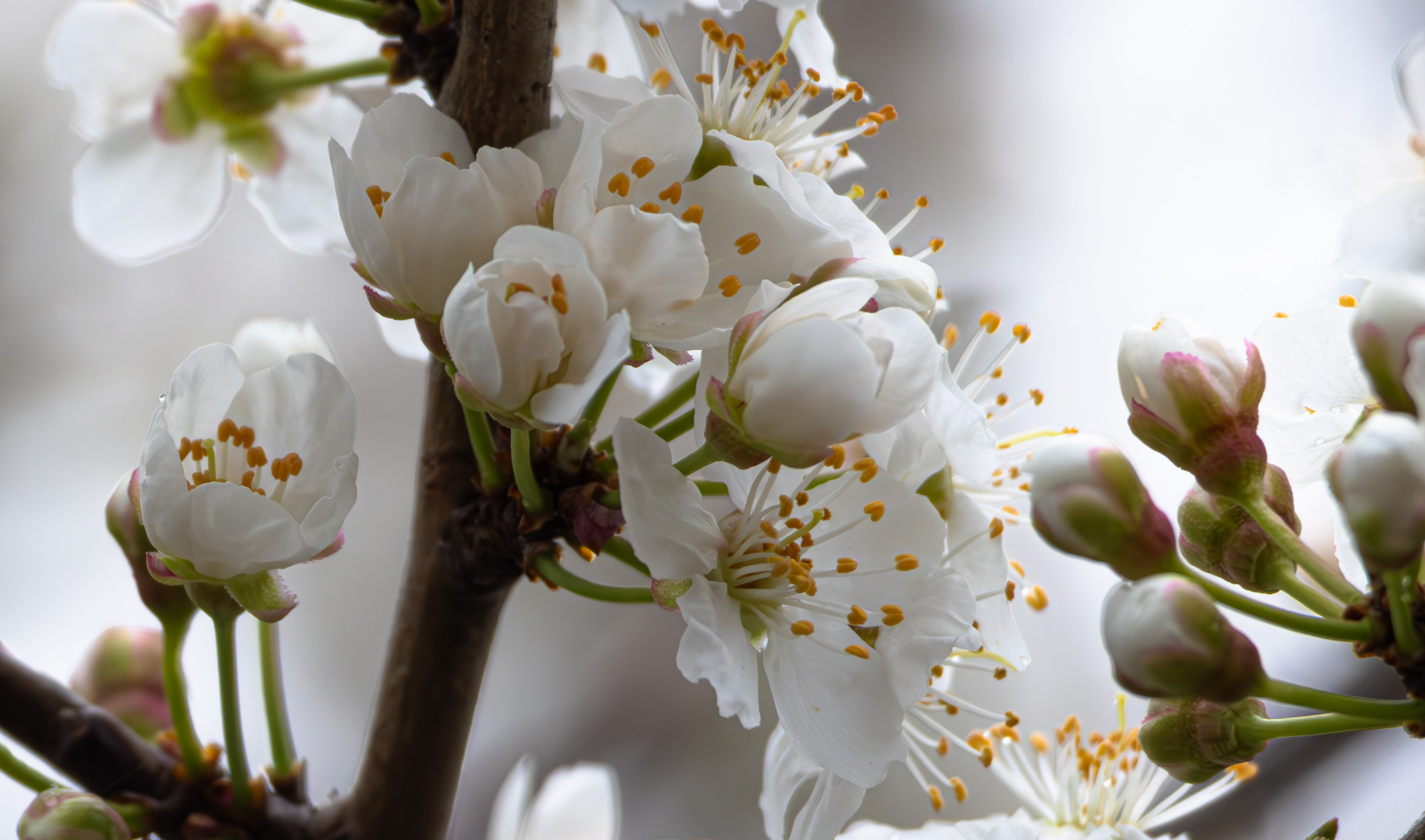 საგაზაფხულო გასეირნება წავკისისწყალის ხეობაში. FramefreeMan