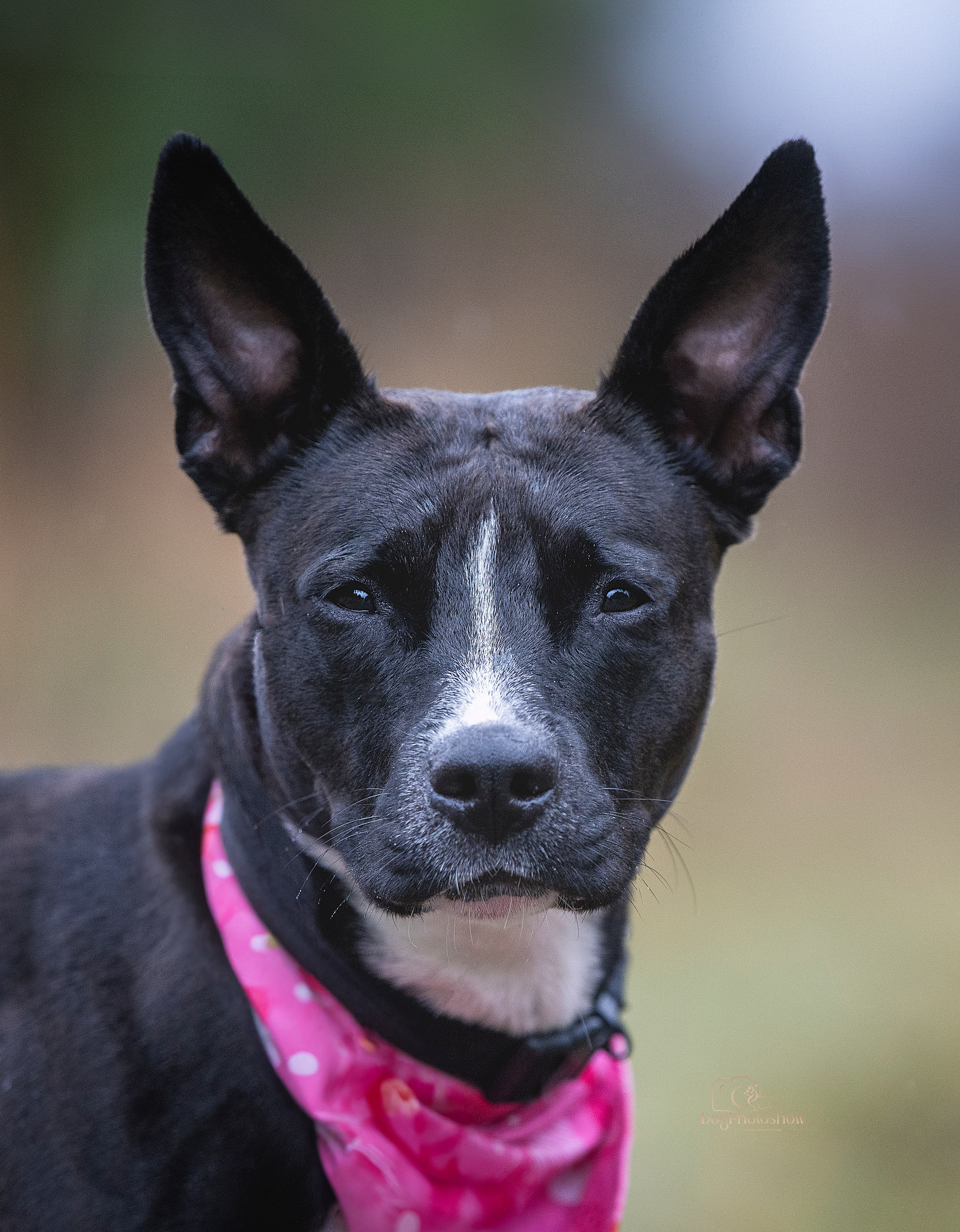 📸 3. Katerina Royter Pet Photographer North Florida