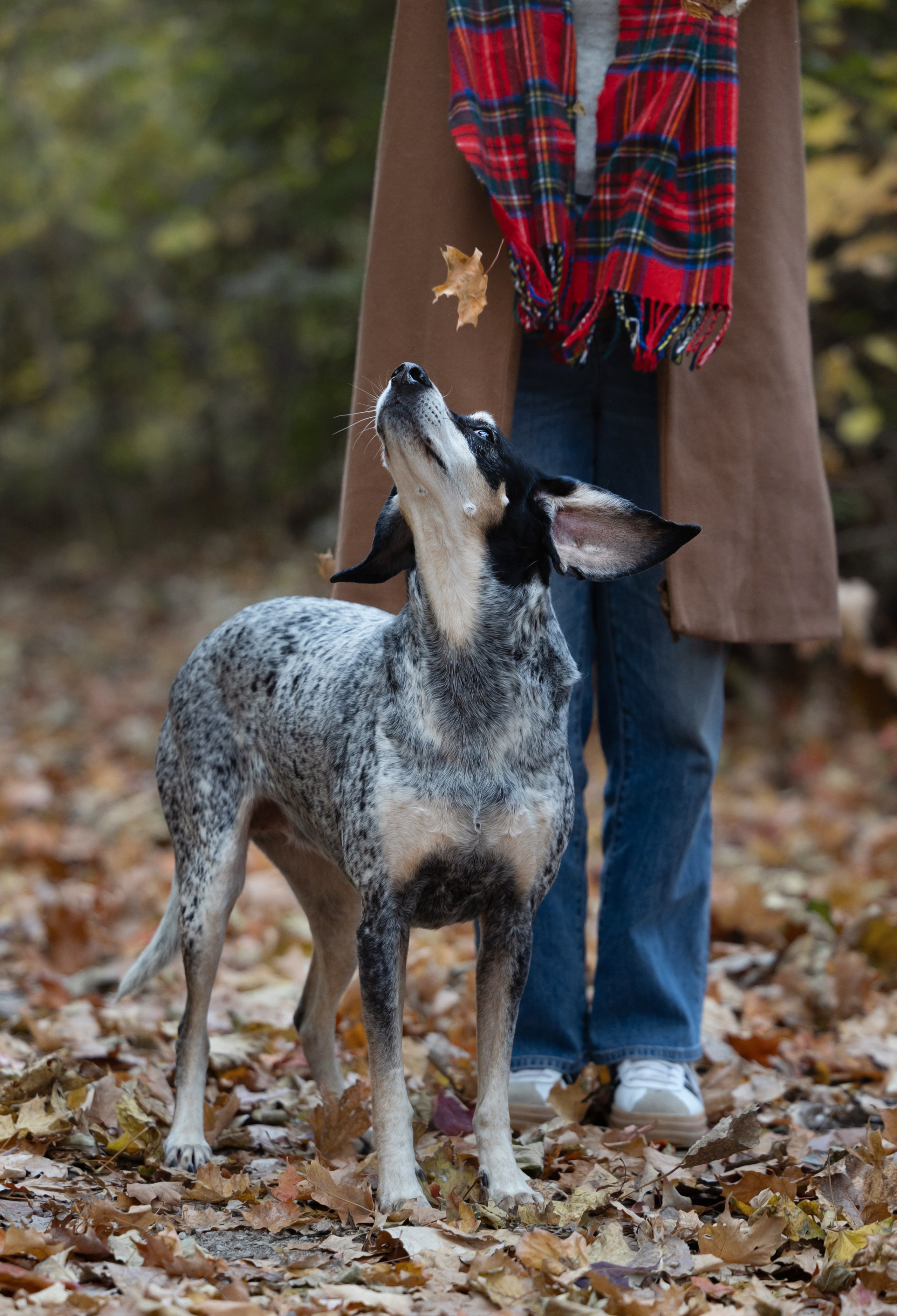 Racer & Delly. Pet Photographer Viktoriya Aleshenko
