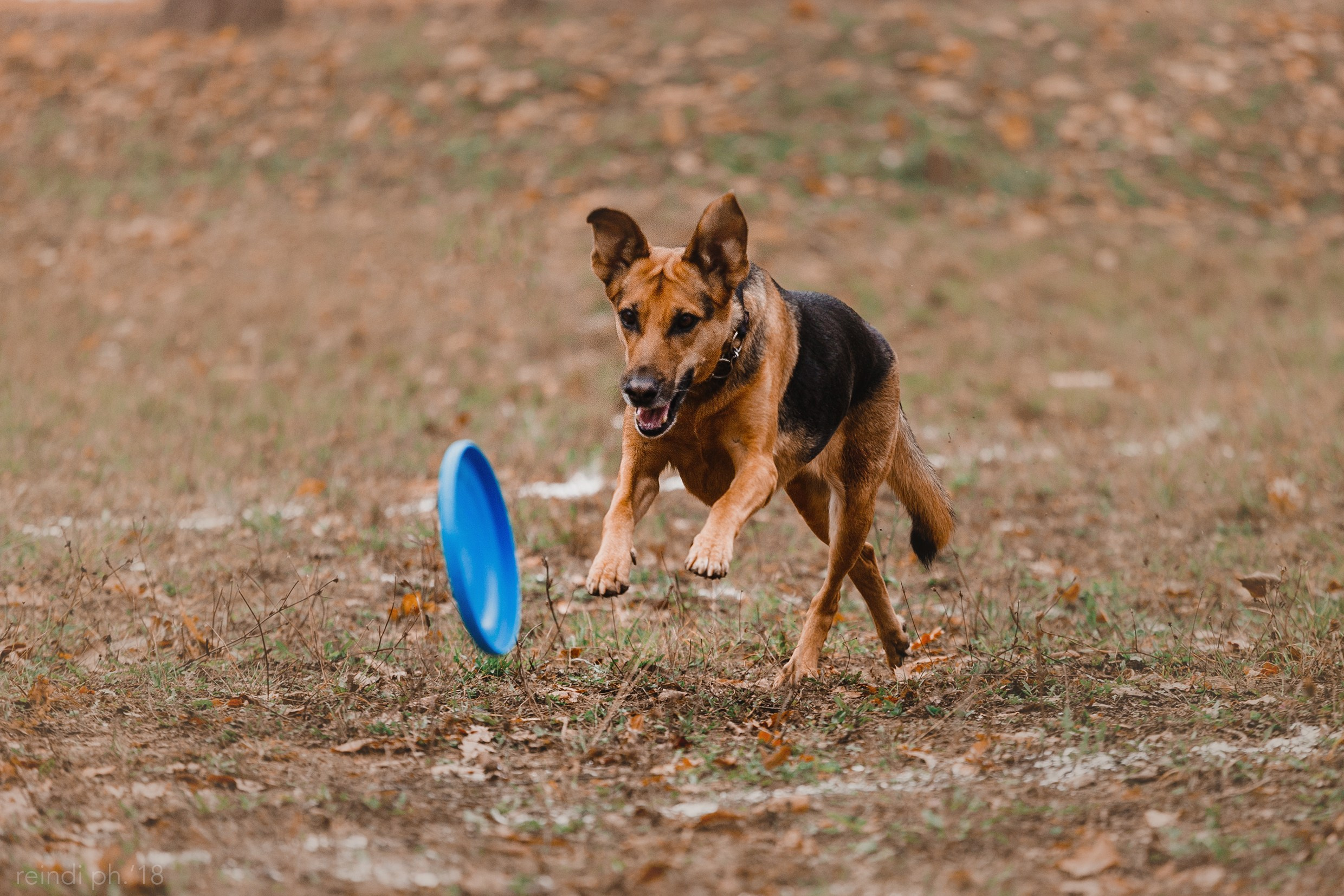 Frisbee and dog puller championship | autumn. Kaja | fotograf we Wrocławiu | ludzie i psy