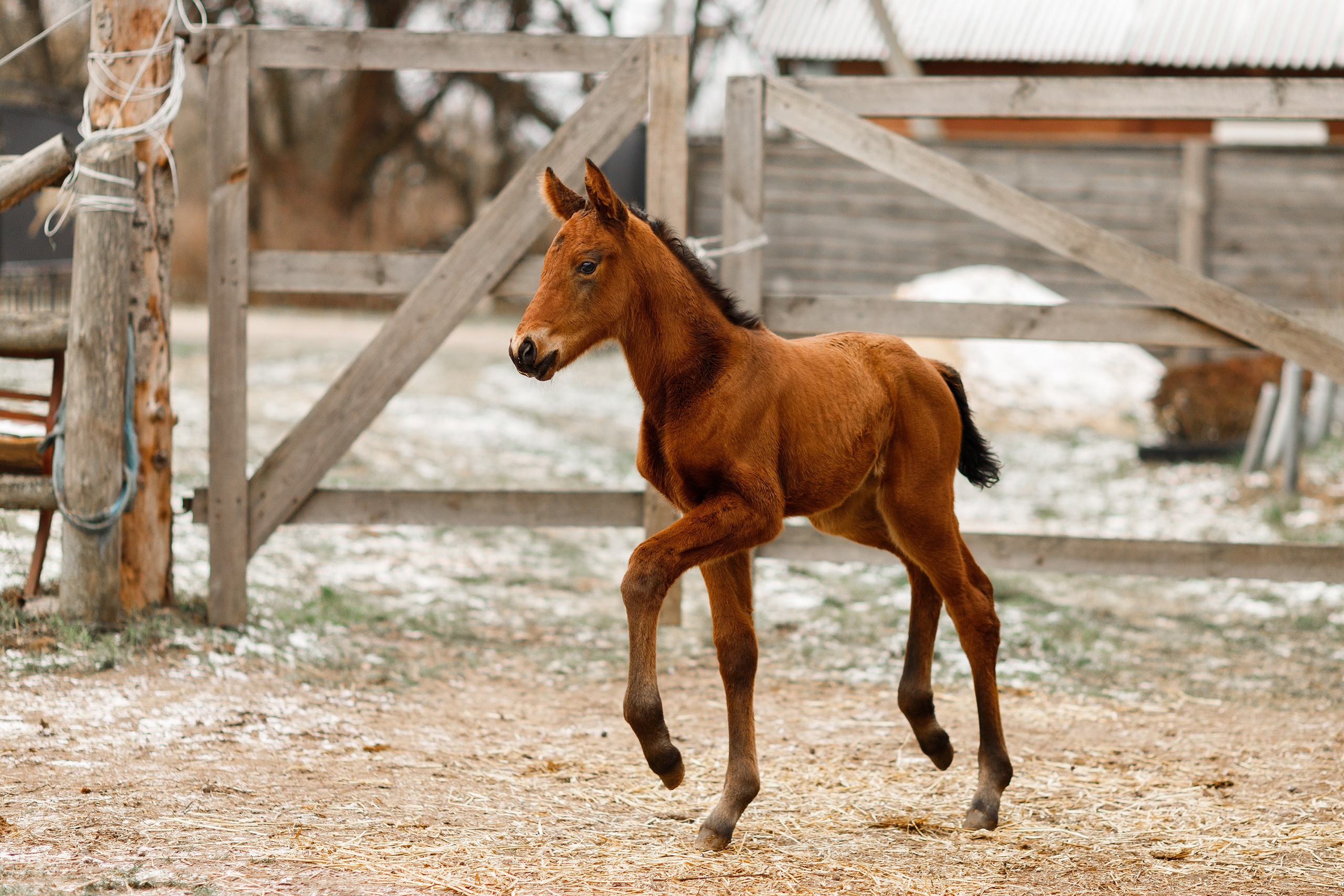 Winter stable. Kaja | fotograf psów we Wrocławiu
