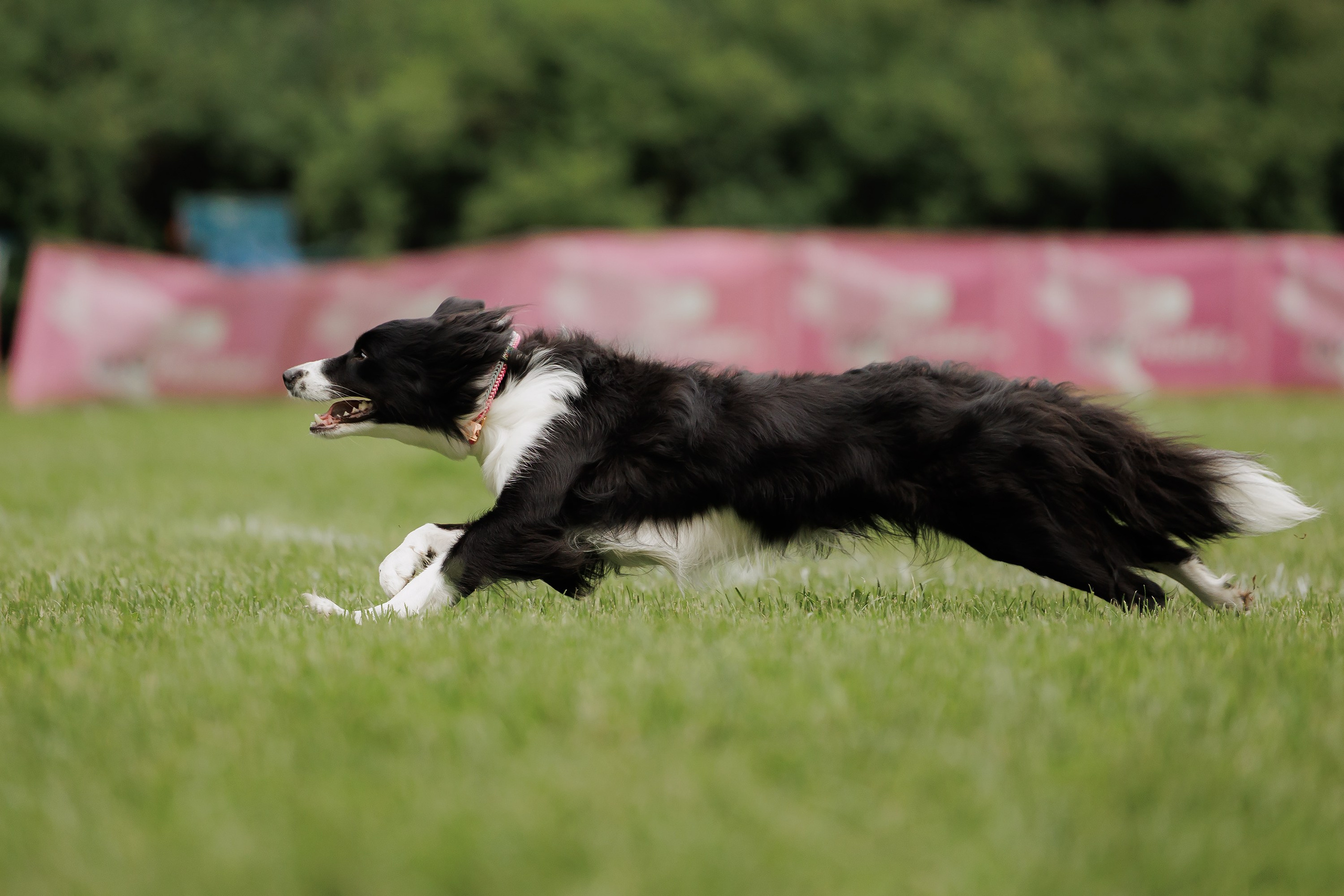Latające psy, Wrocław'25. Kaja | fotograf psów we Wrocławiu