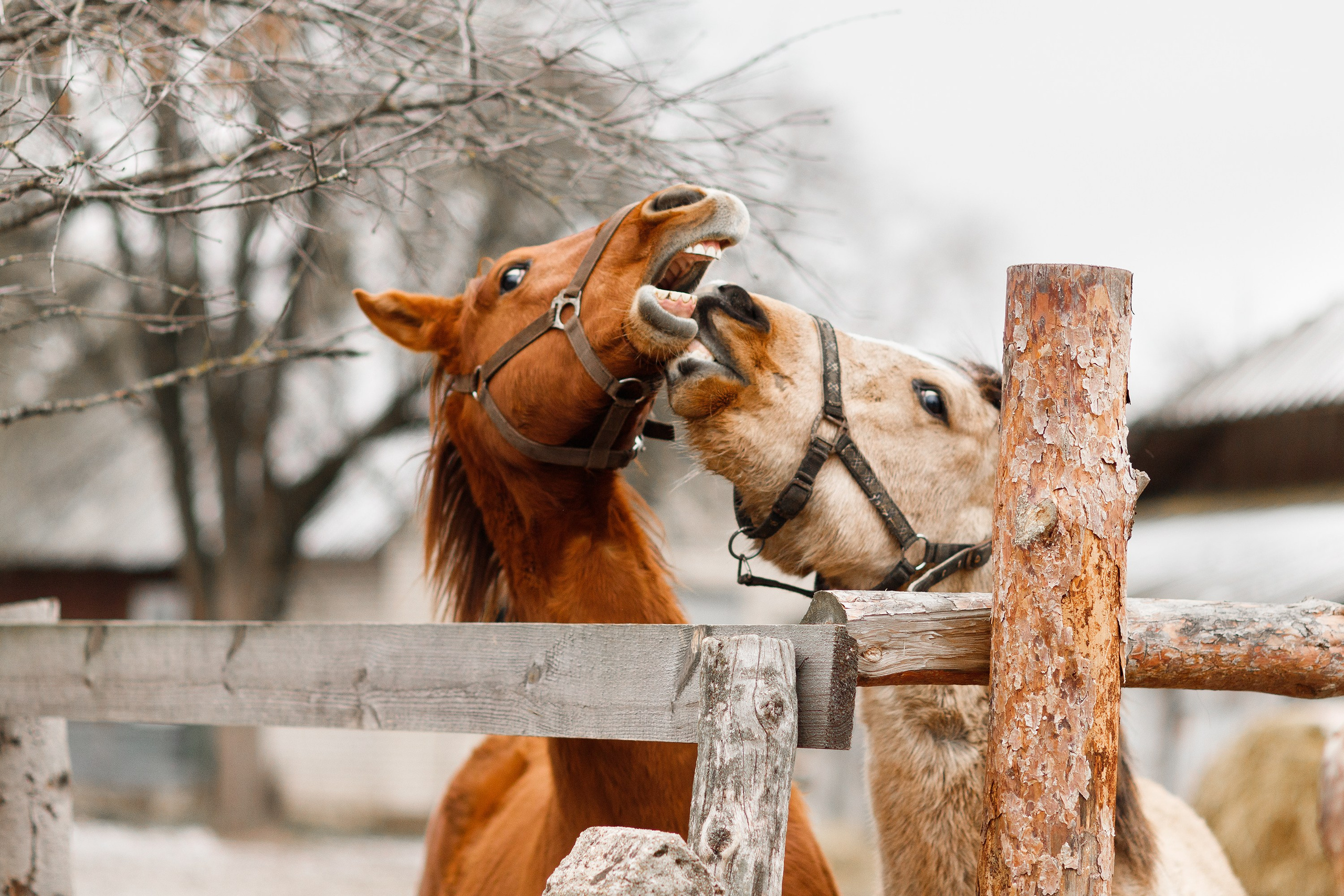 Winter stable. Kaja | fotograf psów we Wrocławiu