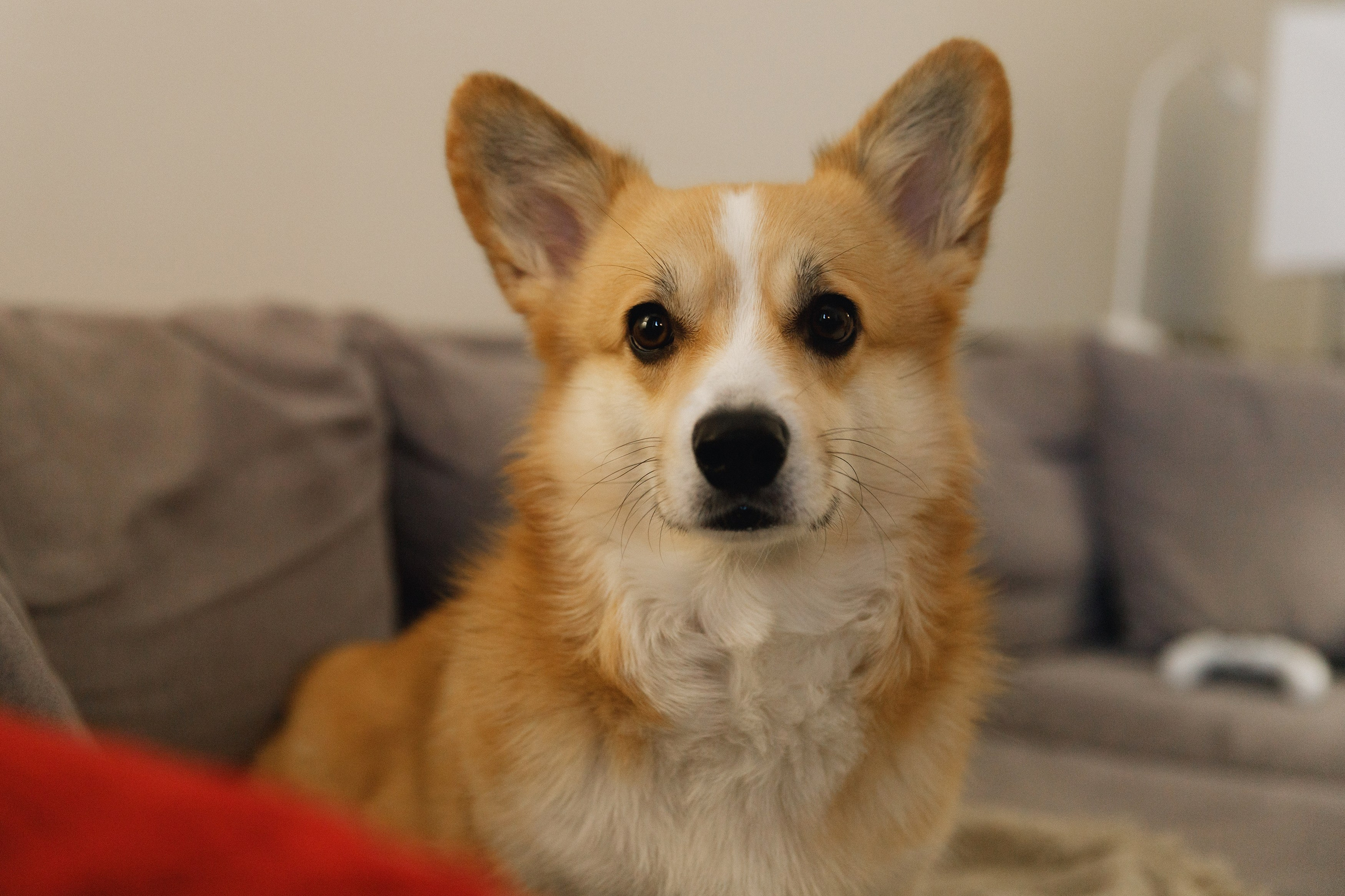 Dasha & Daisy. Kaja | fotograf psów we Wrocławiu