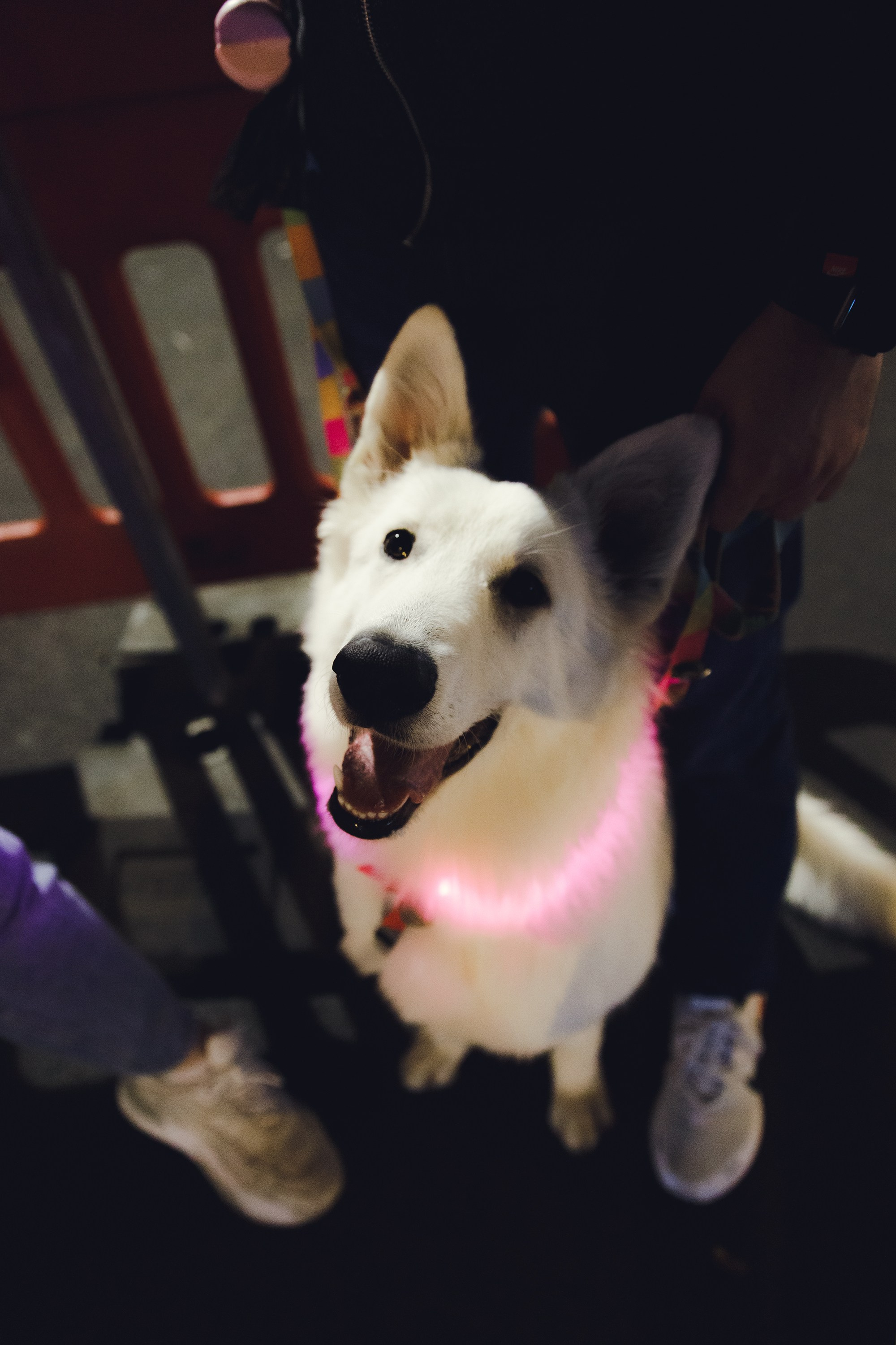 Astra in Leipzig. Kaja | fotograf we Wrocławiu | ludzie i psy