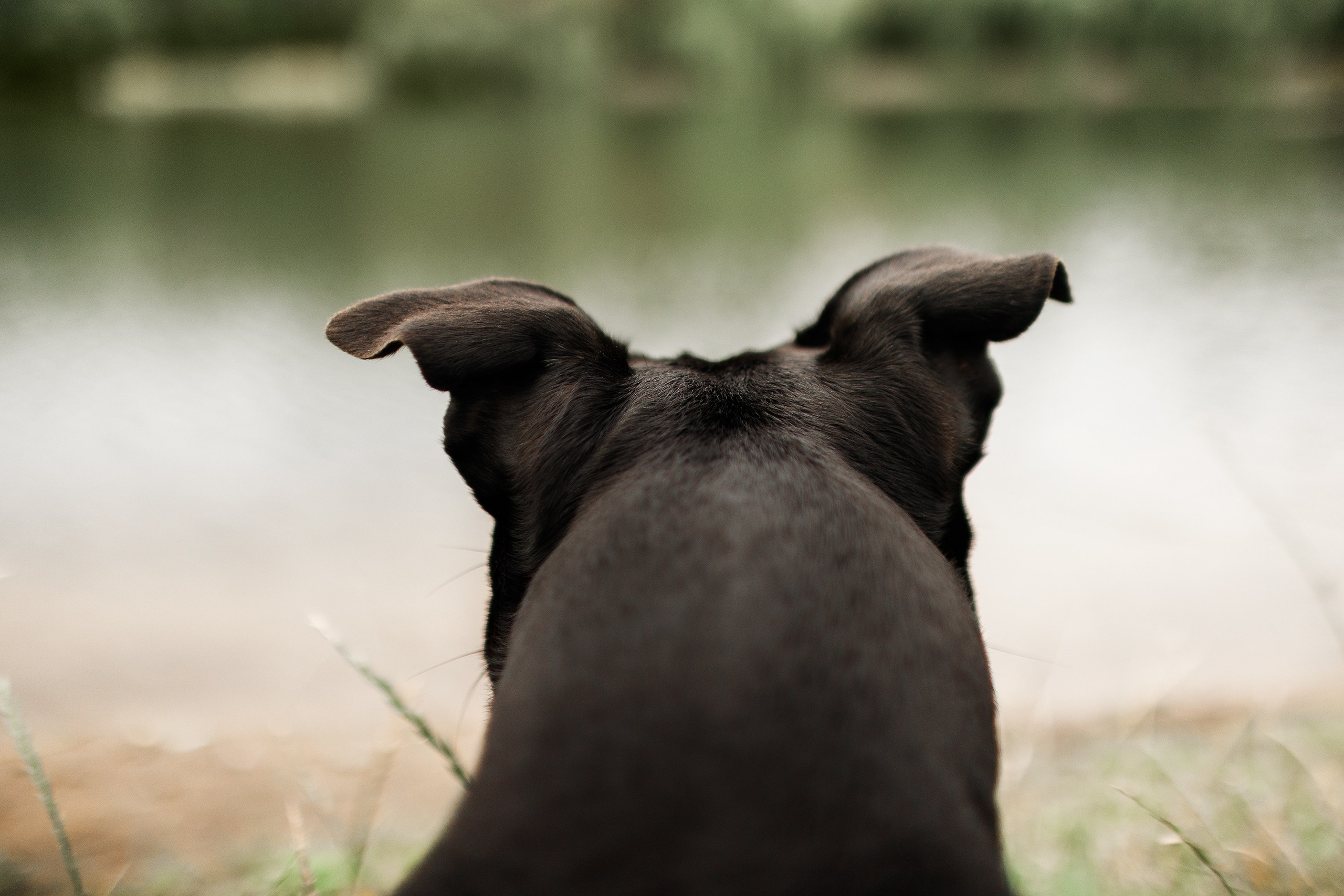 Staffy Yosia. Kaja | fotograf we Wrocławiu | ludzie i psy