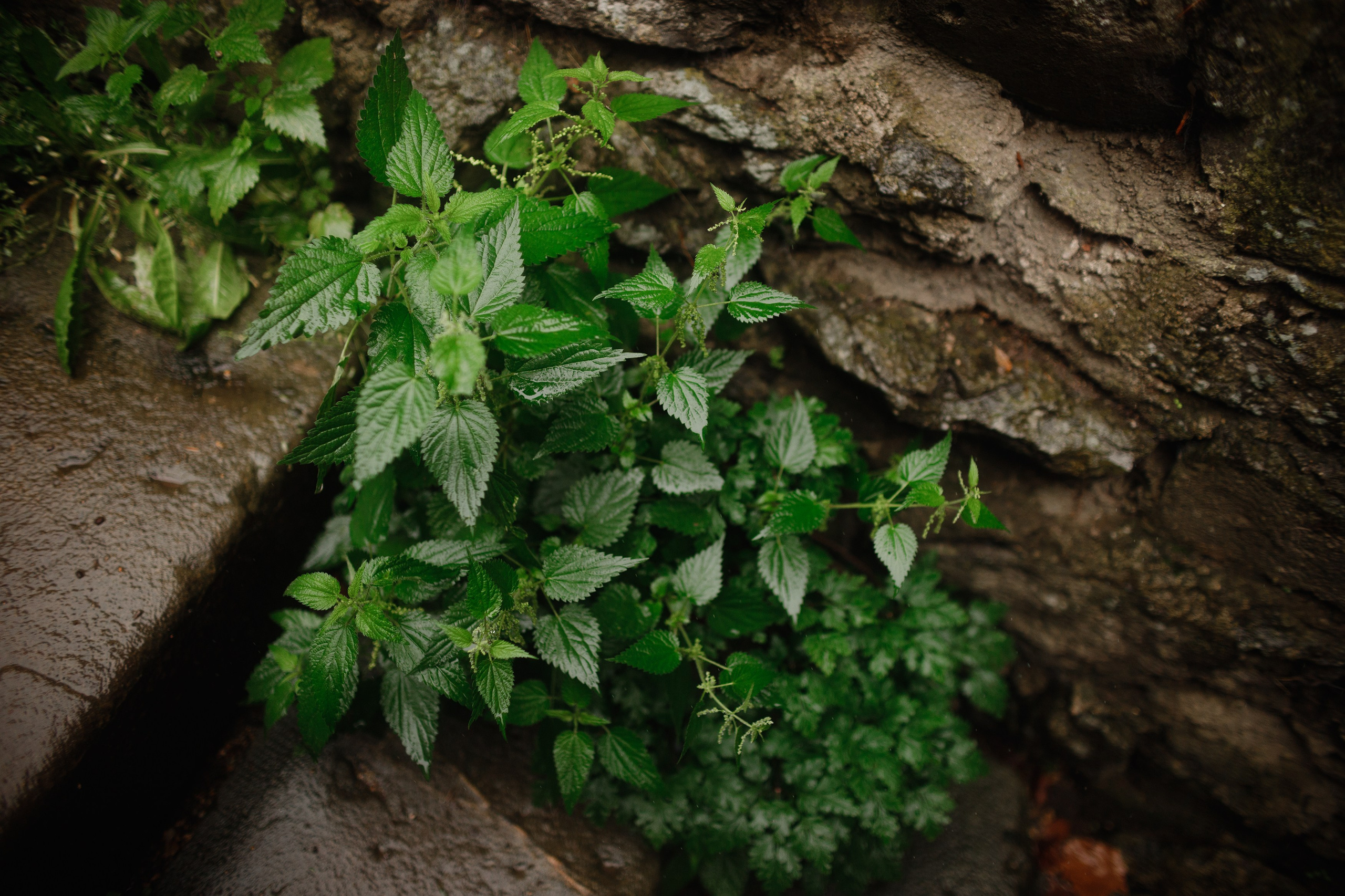 Zamek Grodziec. Kaja | fotograf psów we Wrocławiu