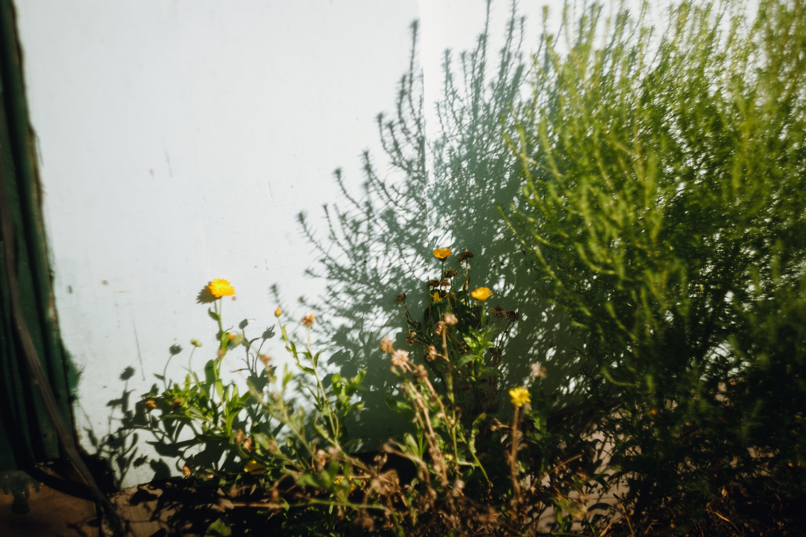 Grandmother's home in Brest. Kaja | fotograf we Wrocławiu | ludzie i psy