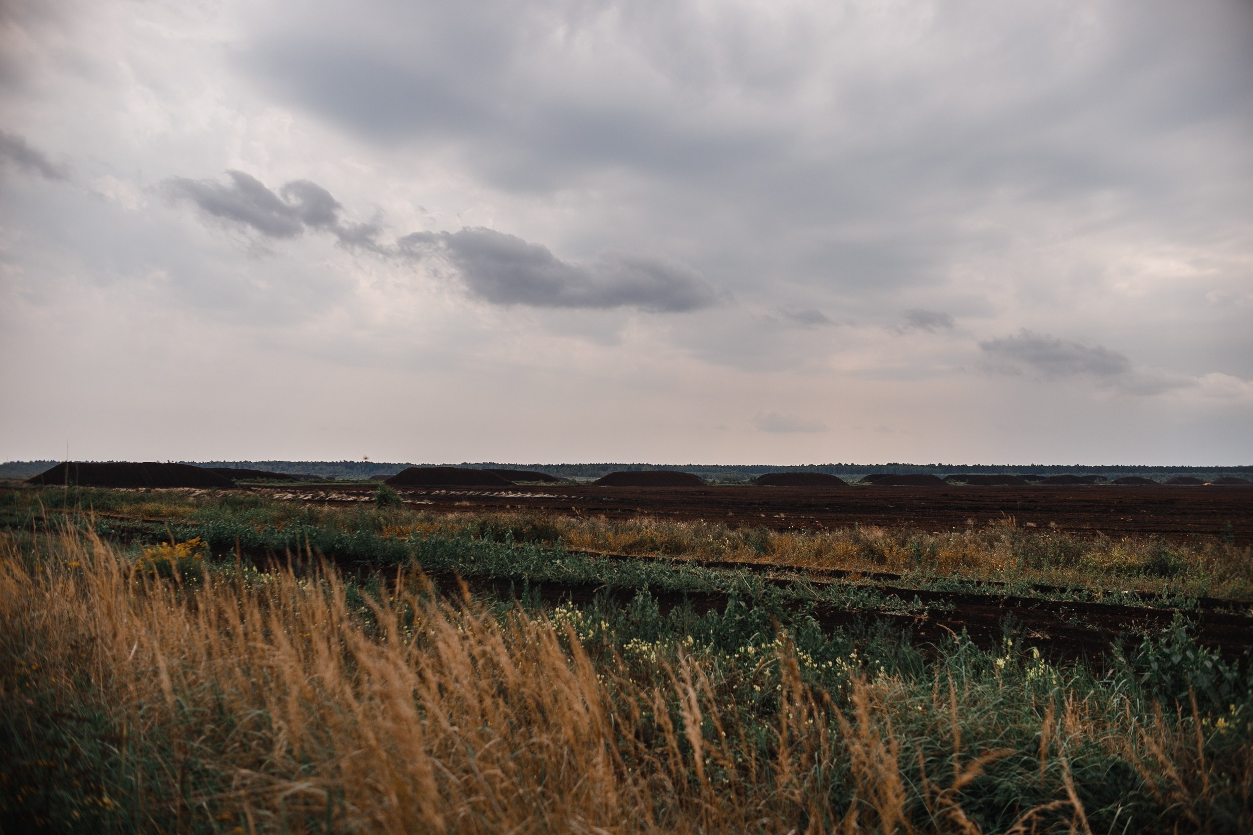 Narrow-gauge railway trip. Kaja | fotograf psów we Wrocławiu