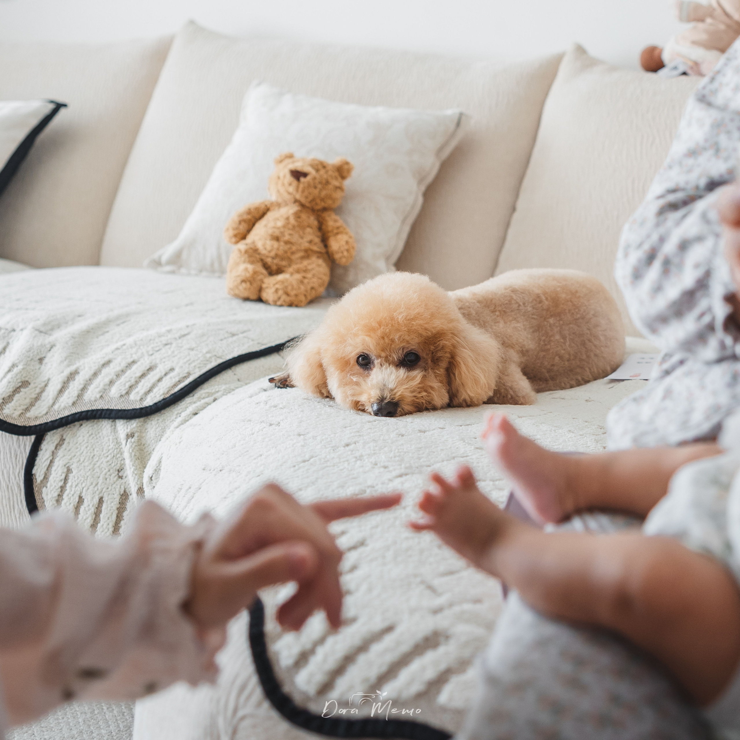 Photos of pets. Shanghai Family Photographer Dora