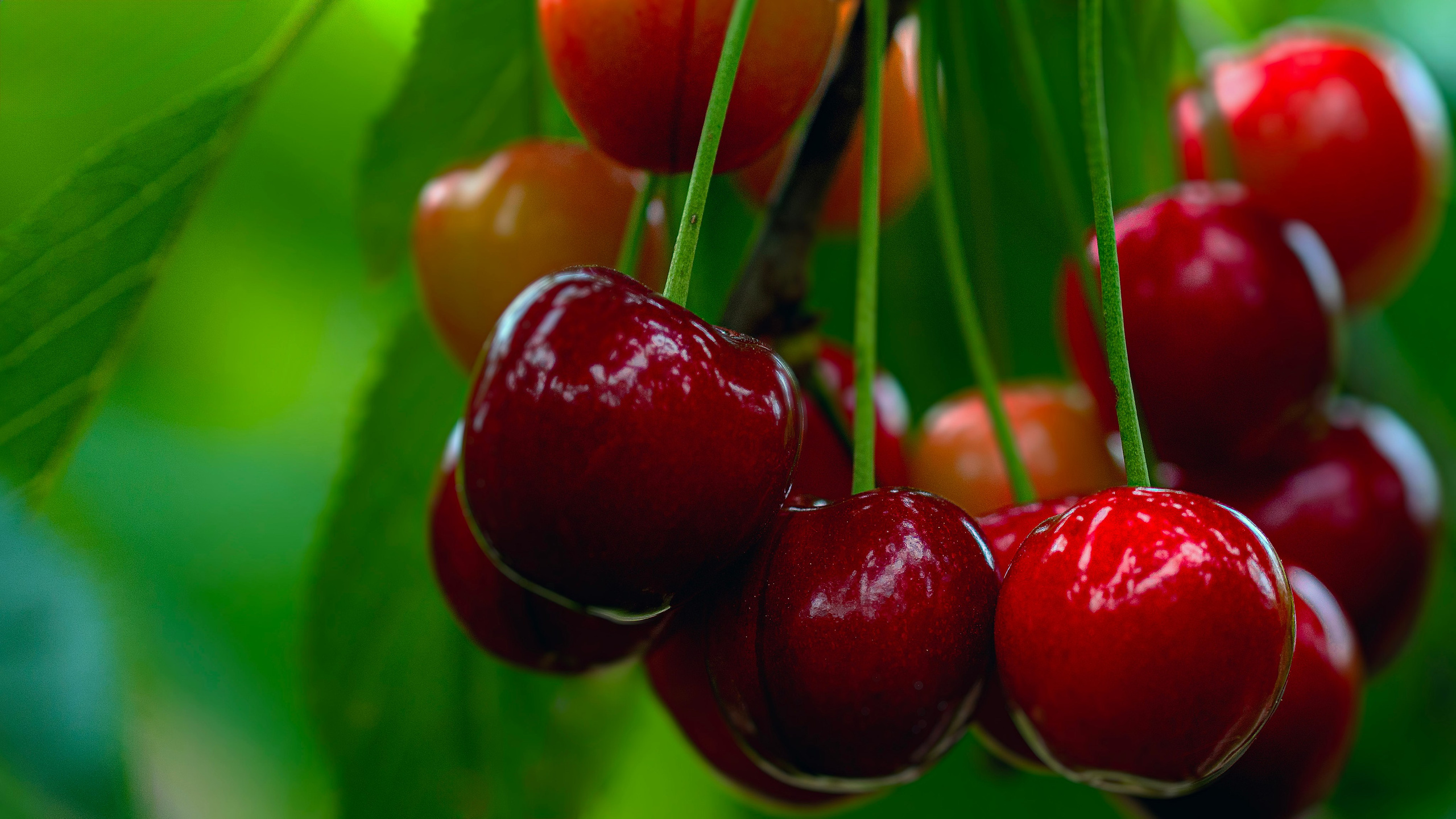 Food Fotografie. LUKIN IGOR Photography