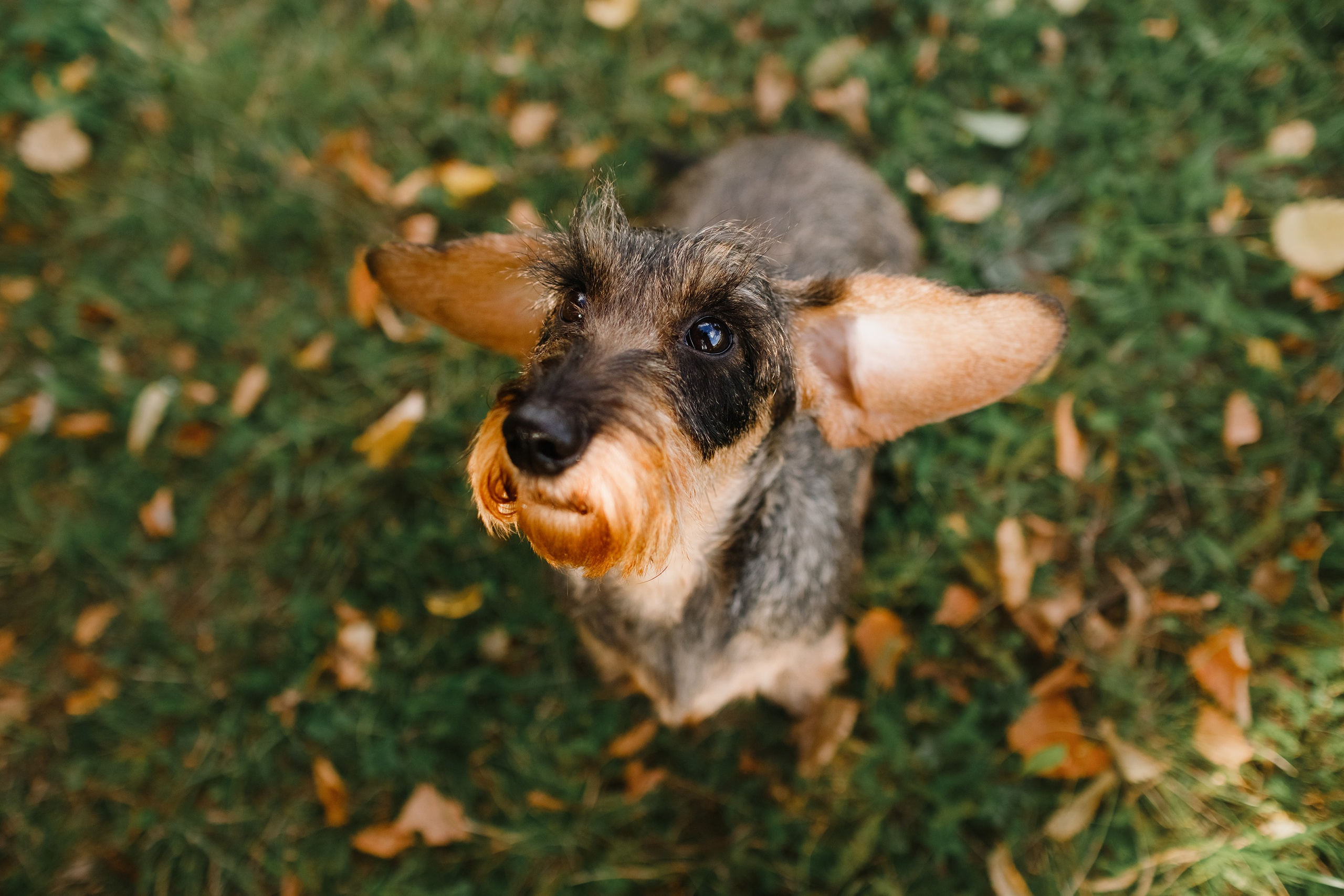 Summer photo day for dog handler. Kaja | fotograf we Wrocławiu | ludzie i psy