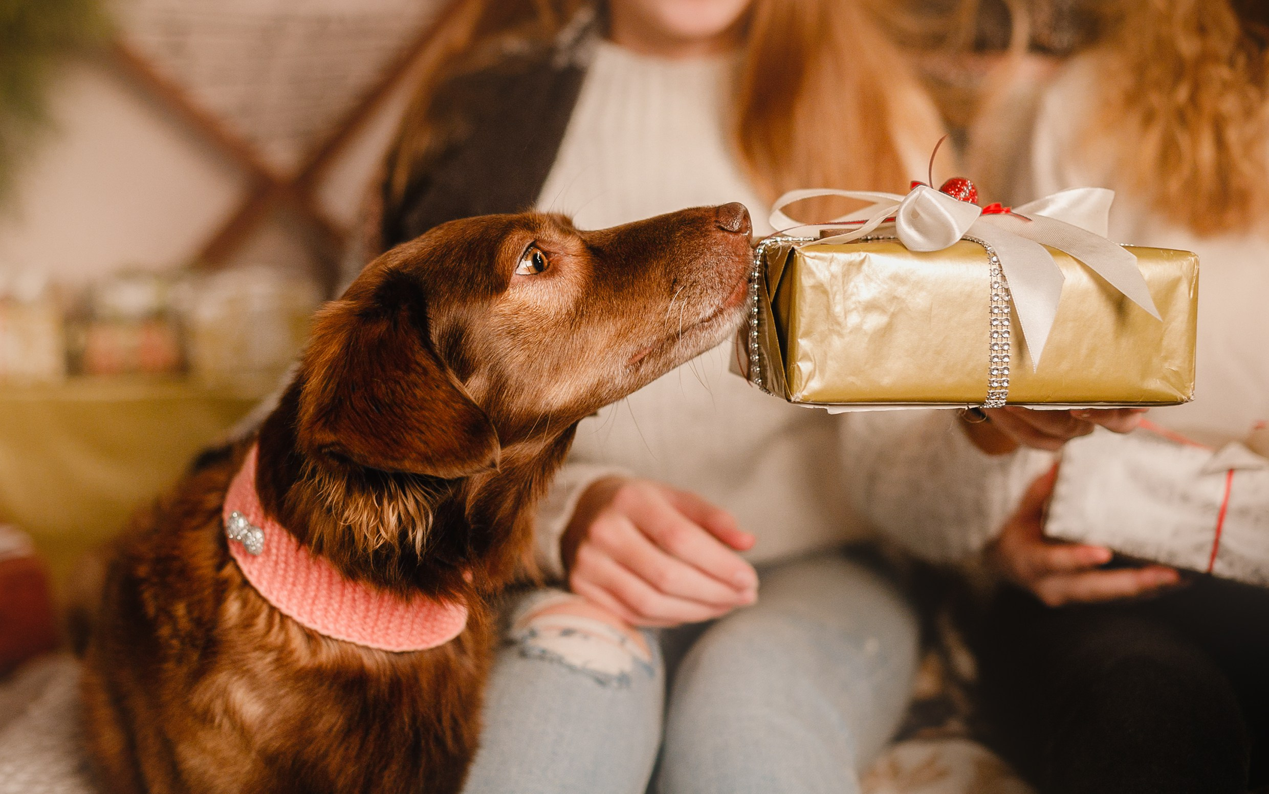 Lana, Edgar and Mucha | new year studio. Kaja | fotograf psów we Wrocławiu