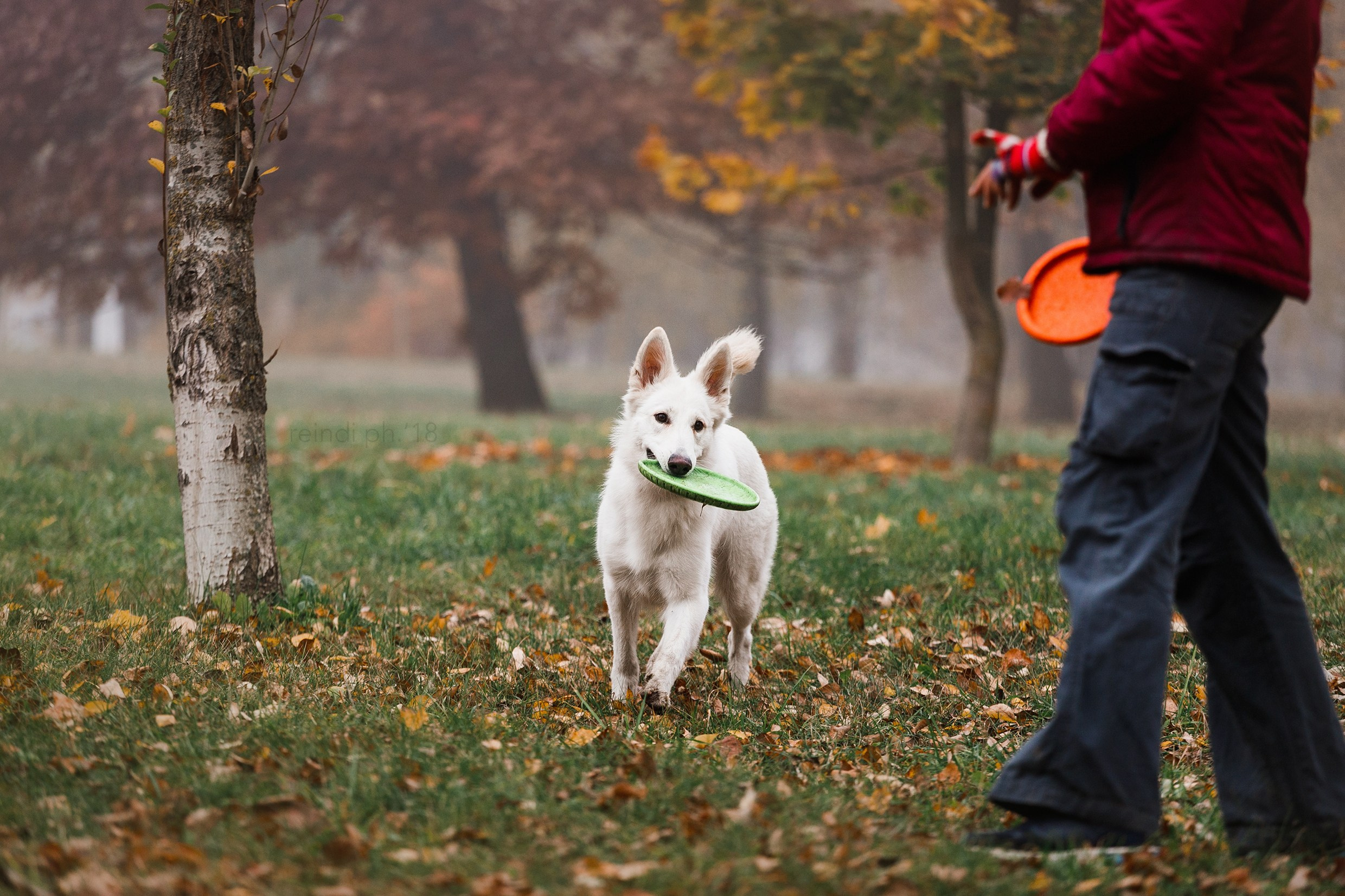 Frisbee and dog puller championship | autumn. Kaja | fotograf we Wrocławiu | ludzie i psy