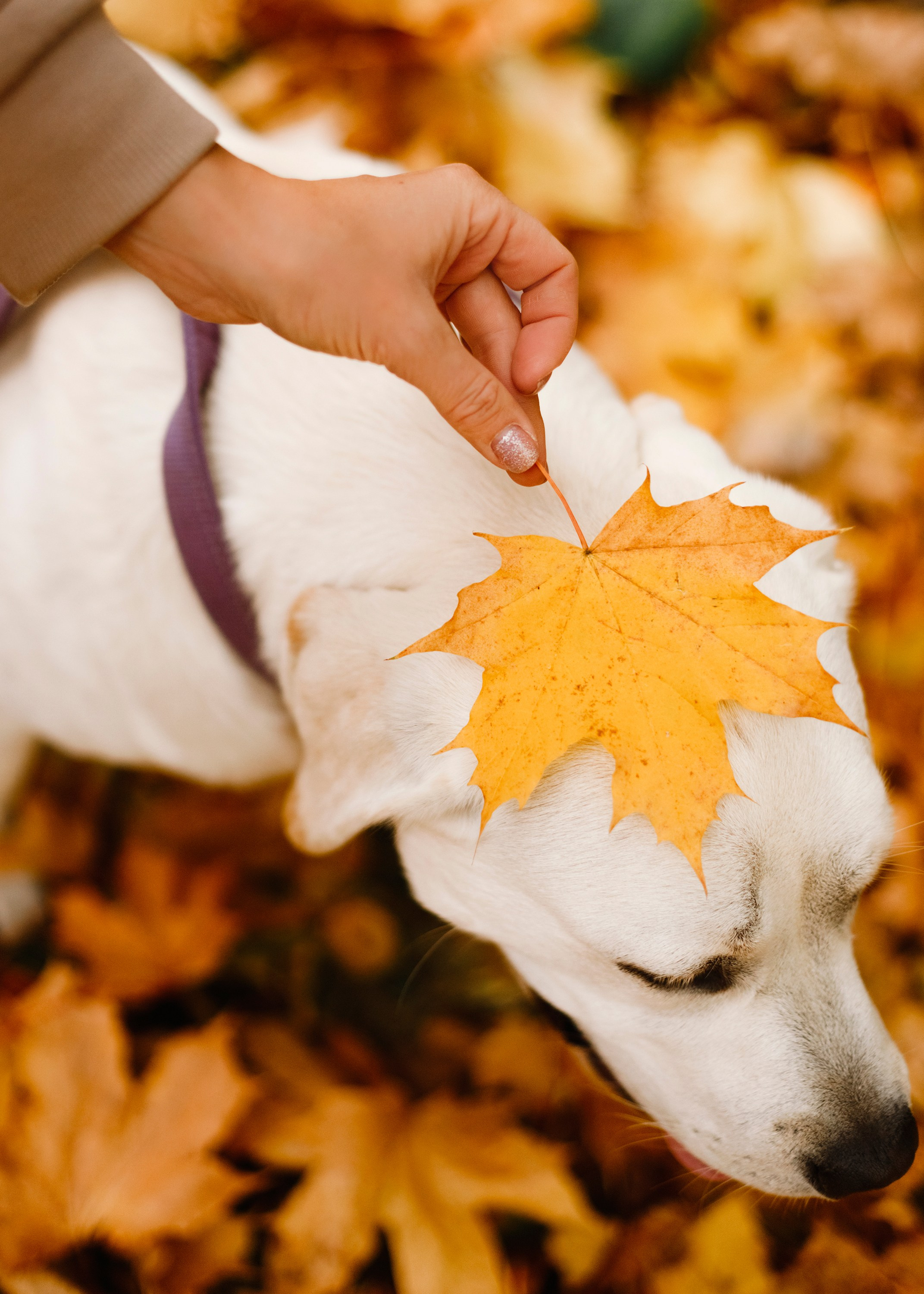 Tatiana & Tessa. Kaja | fotograf we Wrocławiu | ludzie i psy