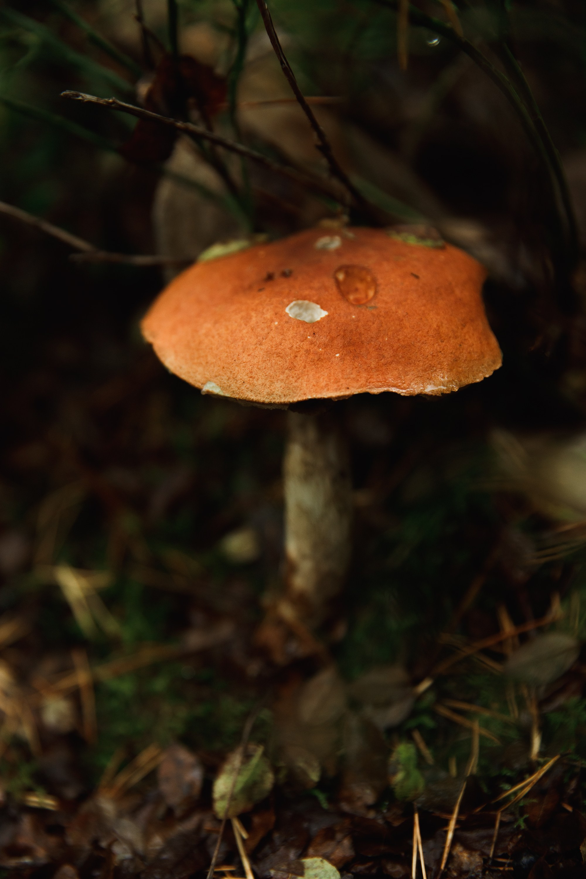 Turku. Kaja | fotograf psów we Wrocławiu