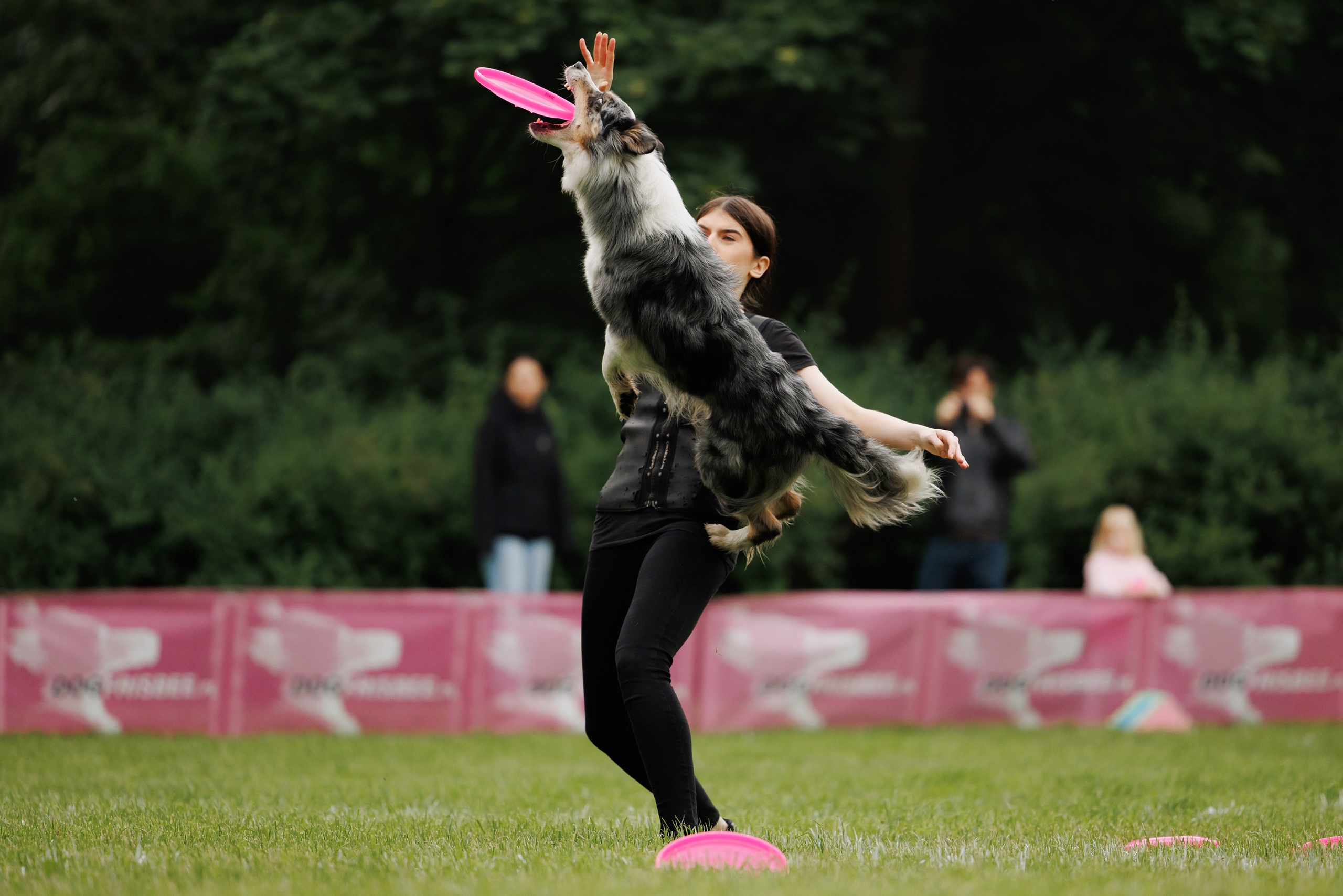 Latające psy, Wrocław'25. Kaja | fotograf psów we Wrocławiu