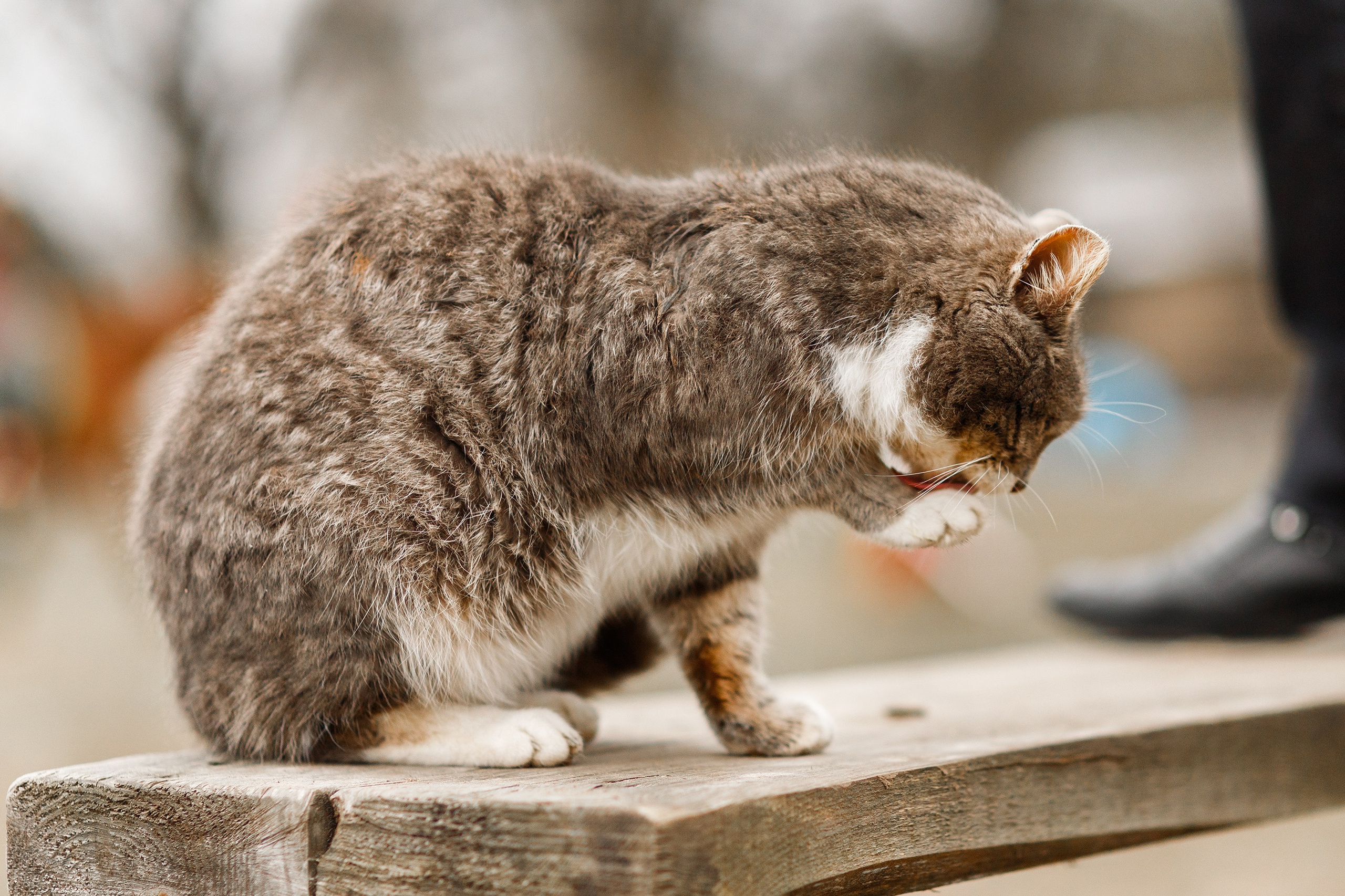 Winter stable. Kaja | fotograf psów we Wrocławiu