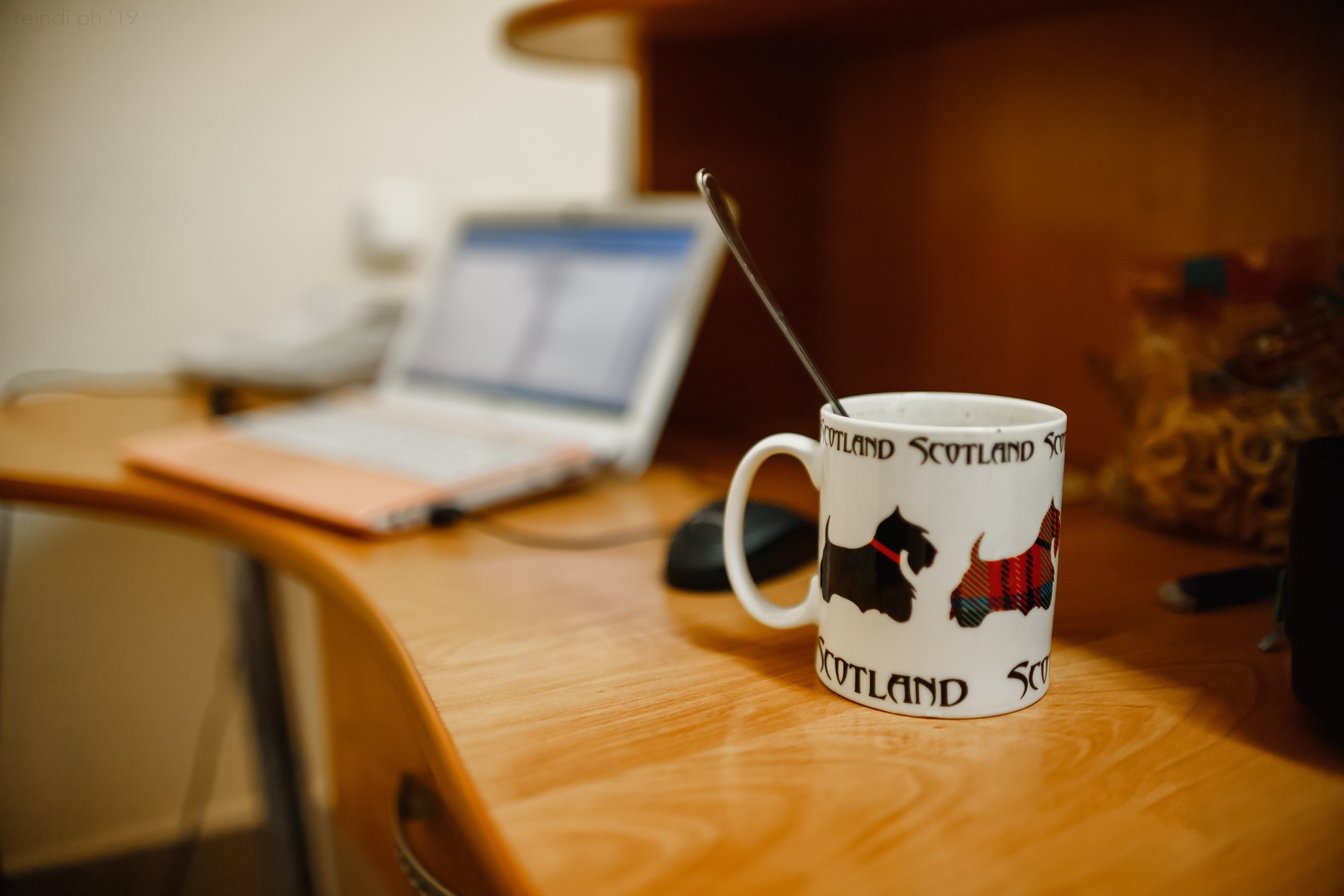 Dog handling hall. Kaja | fotograf we Wrocławiu | ludzie i psy