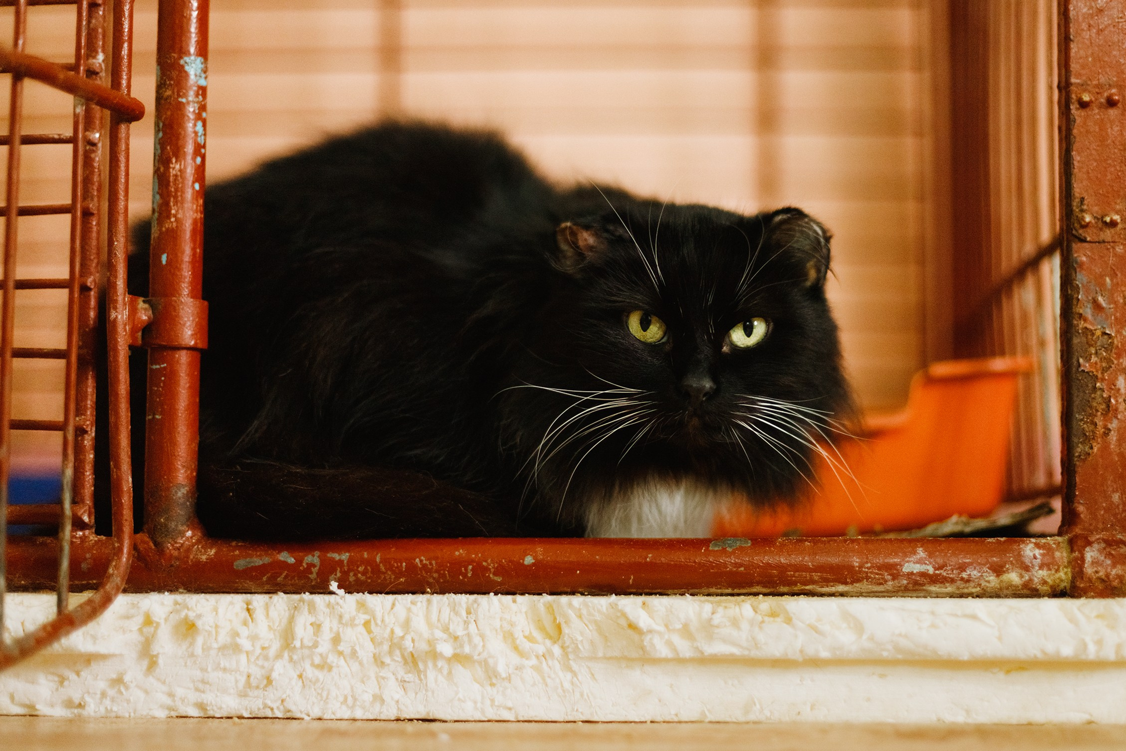 Shelter's cats for adoption. Kaja | fotograf we Wrocławiu | ludzie i psy