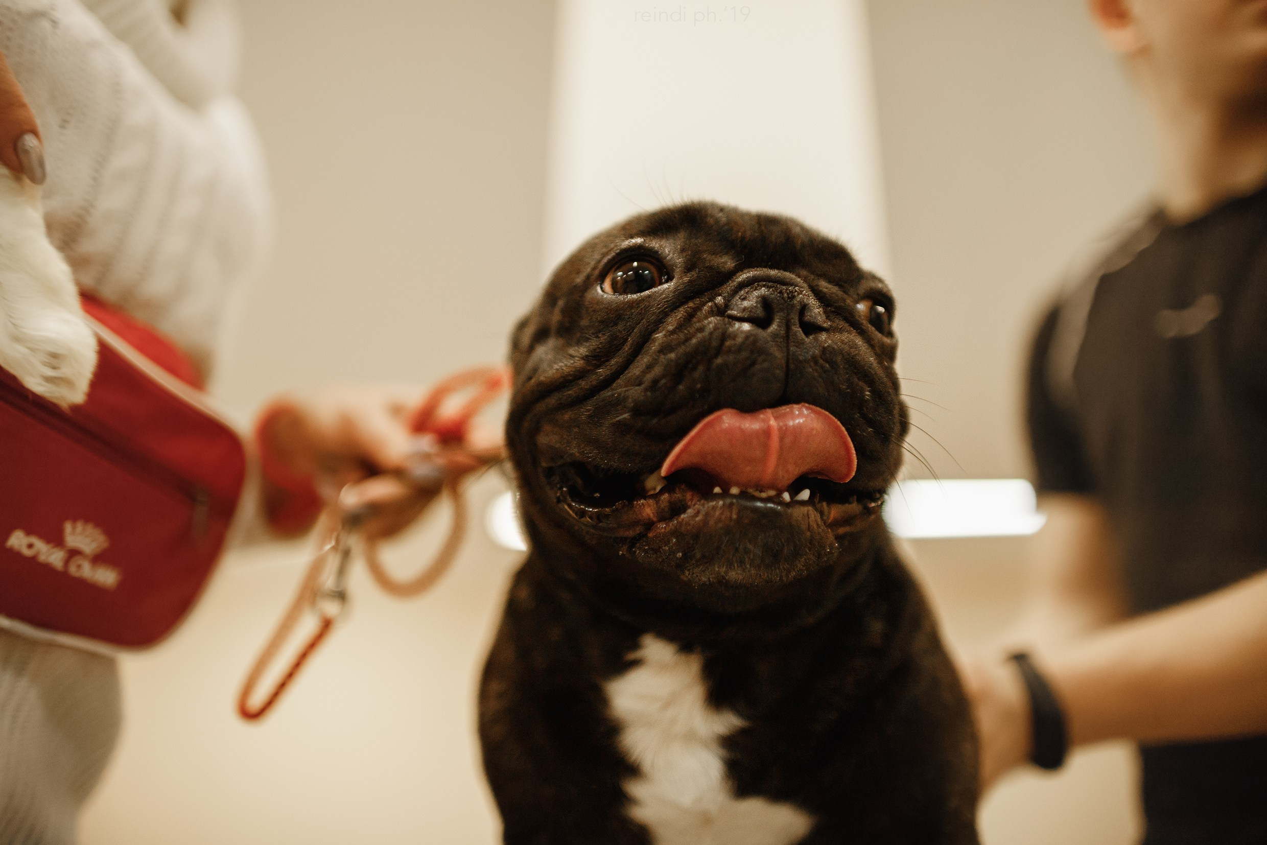 Dog handling hall. Kaja | fotograf we Wrocławiu | ludzie i psy