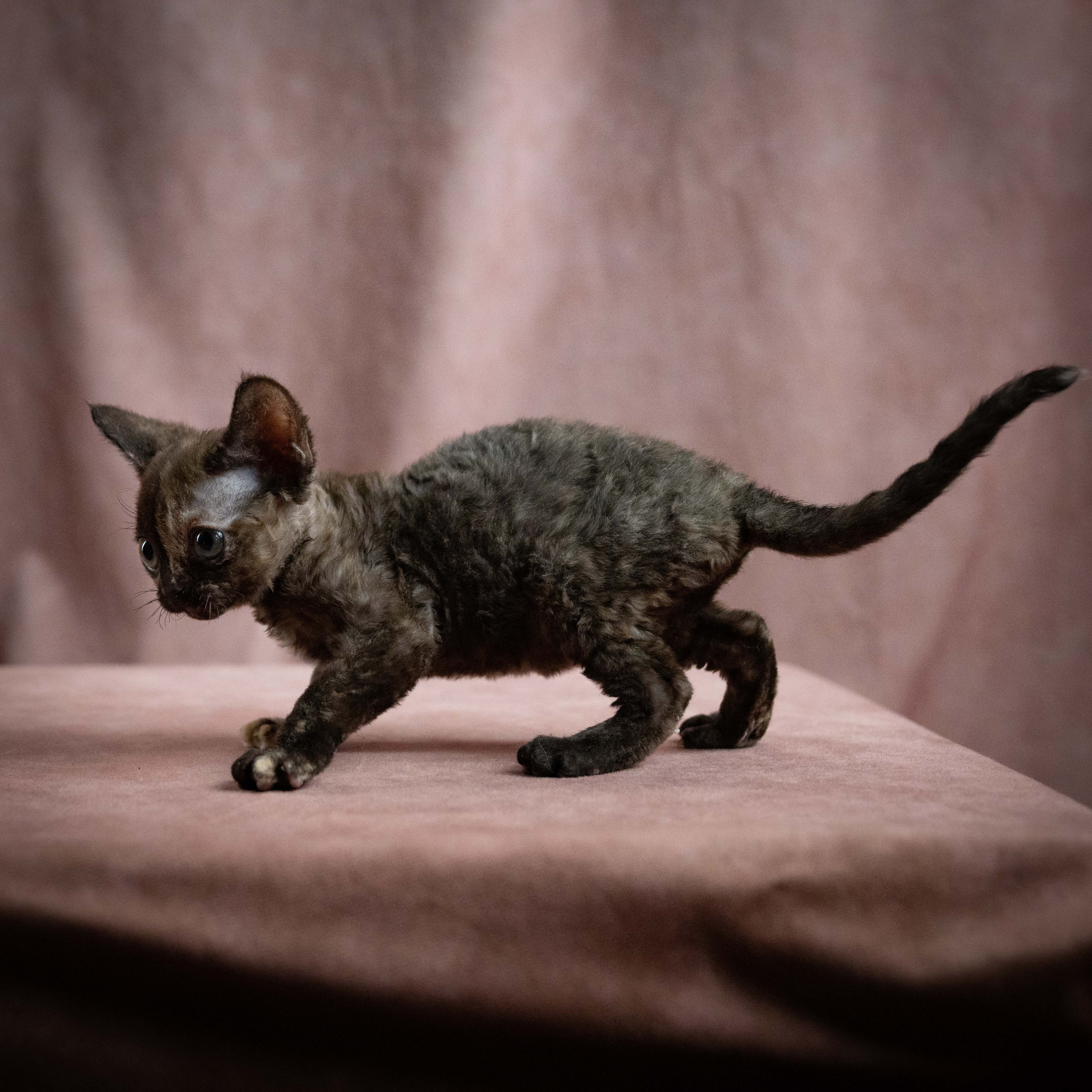 Mocha, girl, born 01.15.26. Devon Rex Pixie Cattery
