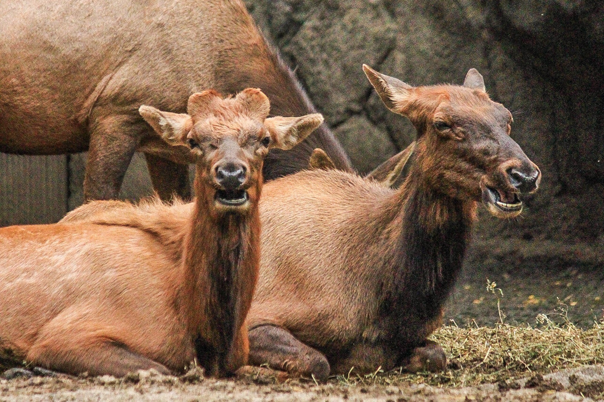 Animales y Naturaleza. Marisol Murillo Fotógrafa profesional en Chimalhuacán, Edo. de México