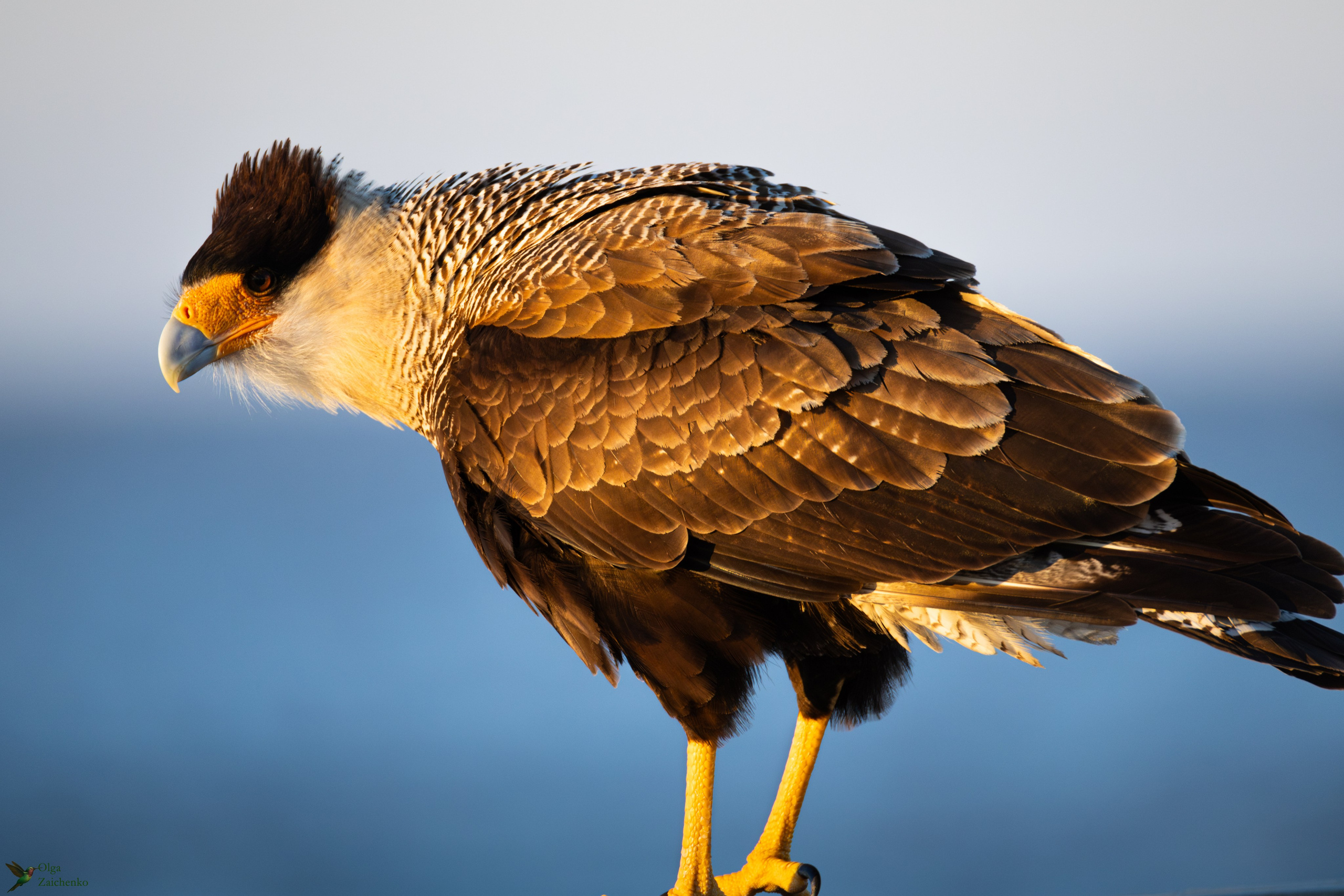 Хохлатая каракара