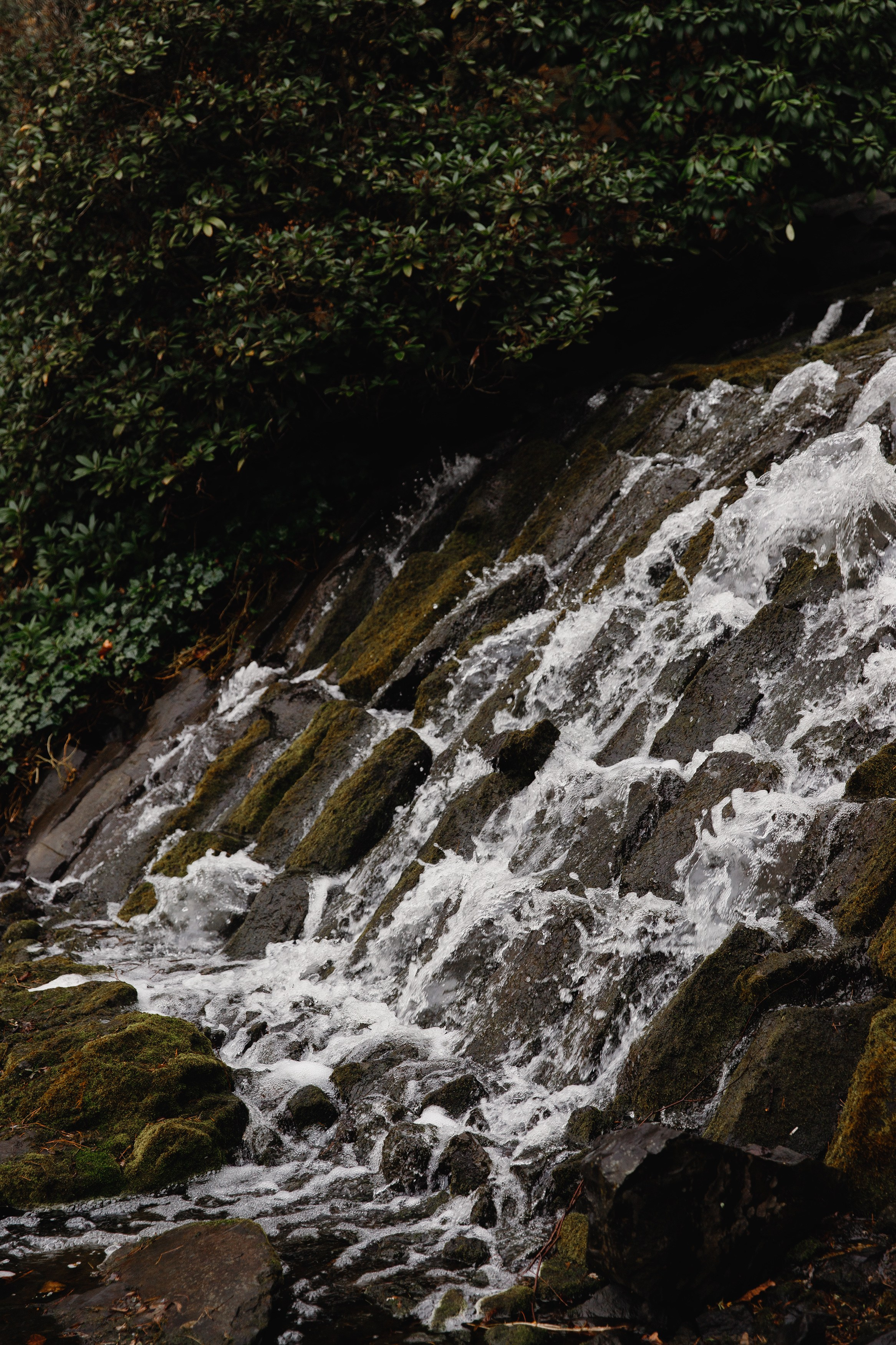 Botanical garden in Wroclaw. Kaja | fotograf we Wrocławiu | ludzie i psy