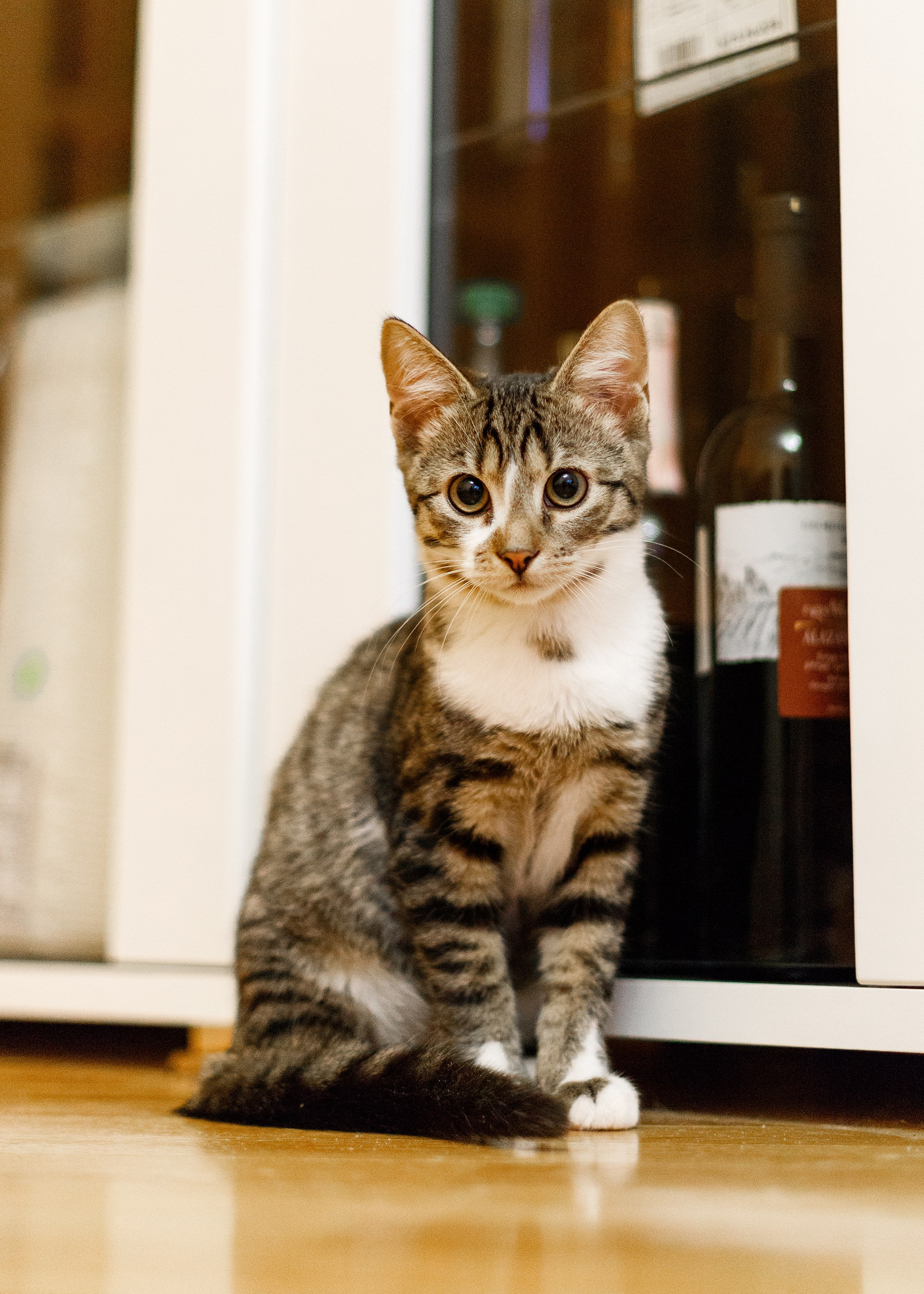 Cats for adoption. Kaja | fotograf we Wrocławiu | ludzie i psy