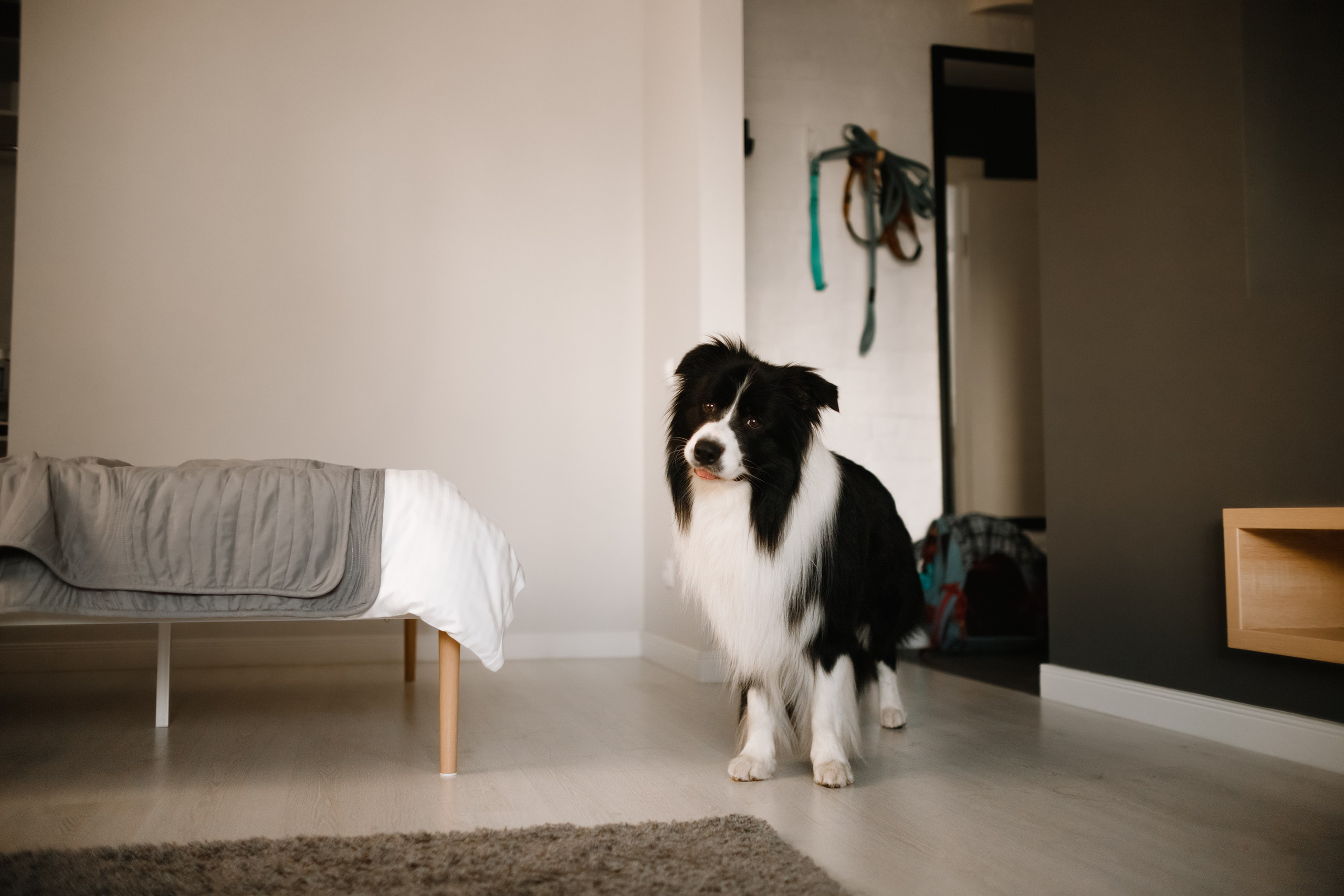 Evgenia & Richard. Kaja | fotograf we Wrocławiu | ludzie i psy