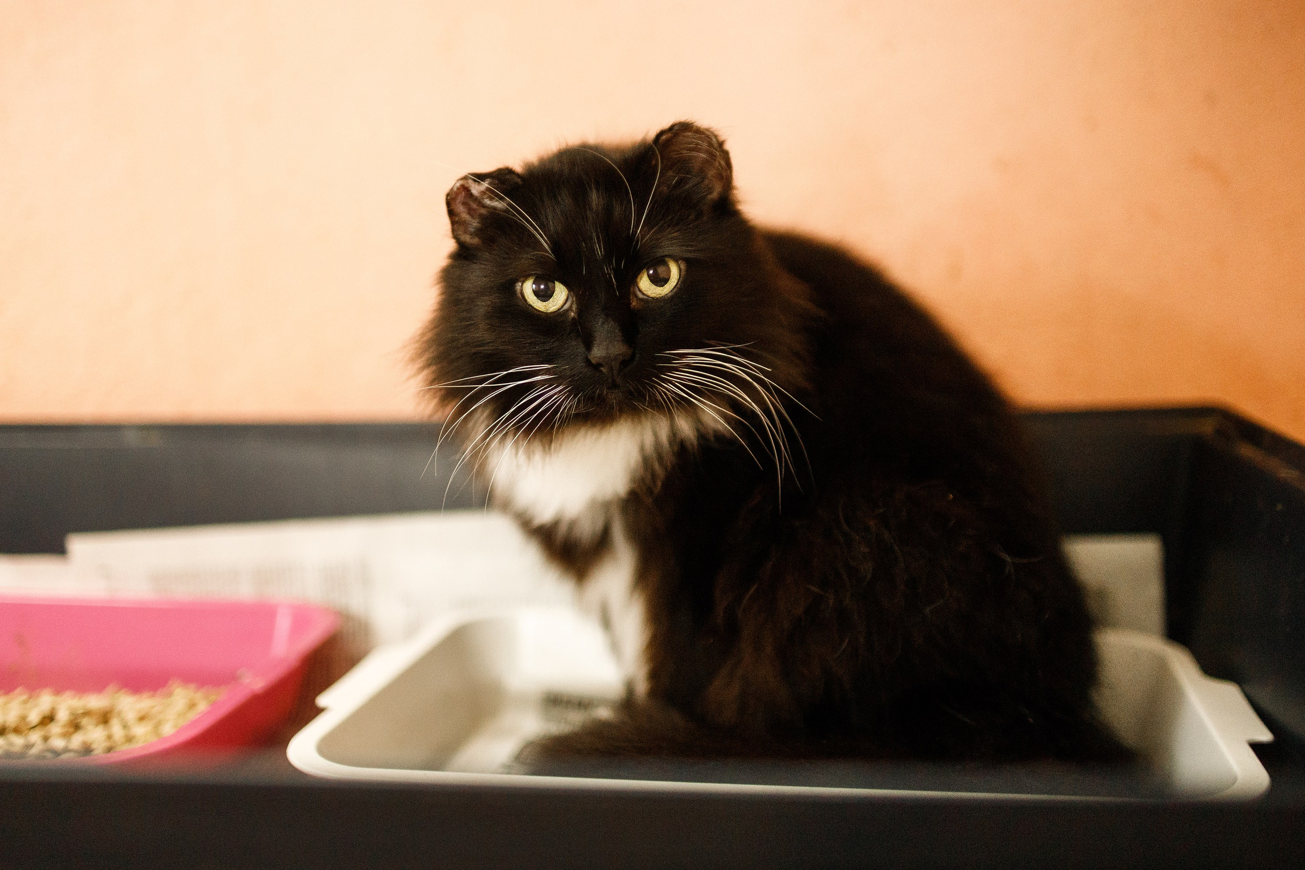 Shelter's cats for adoption. Kaja | fotograf we Wrocławiu | ludzie i psy