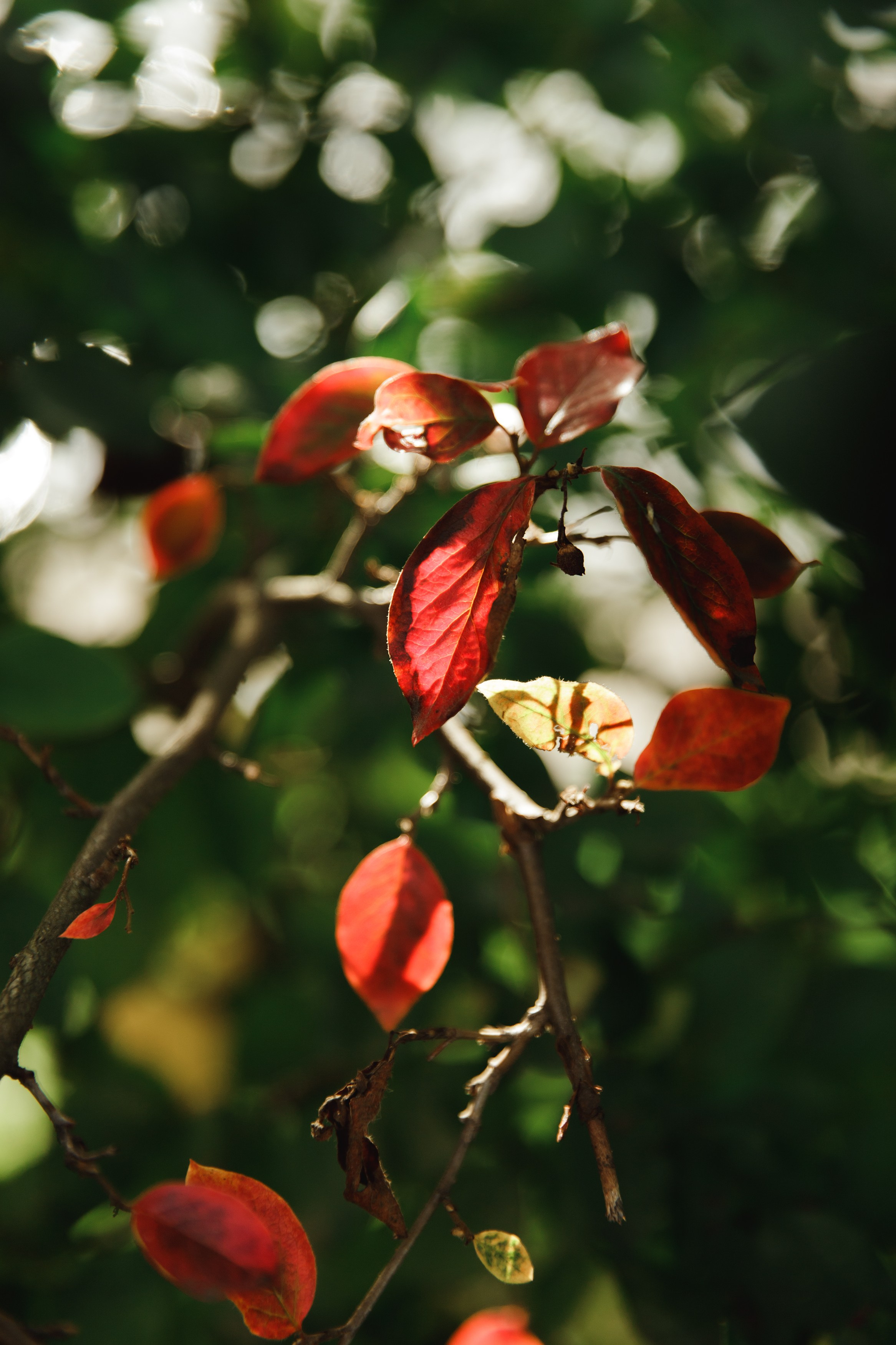 Turku. Kaja | fotograf psów we Wrocławiu