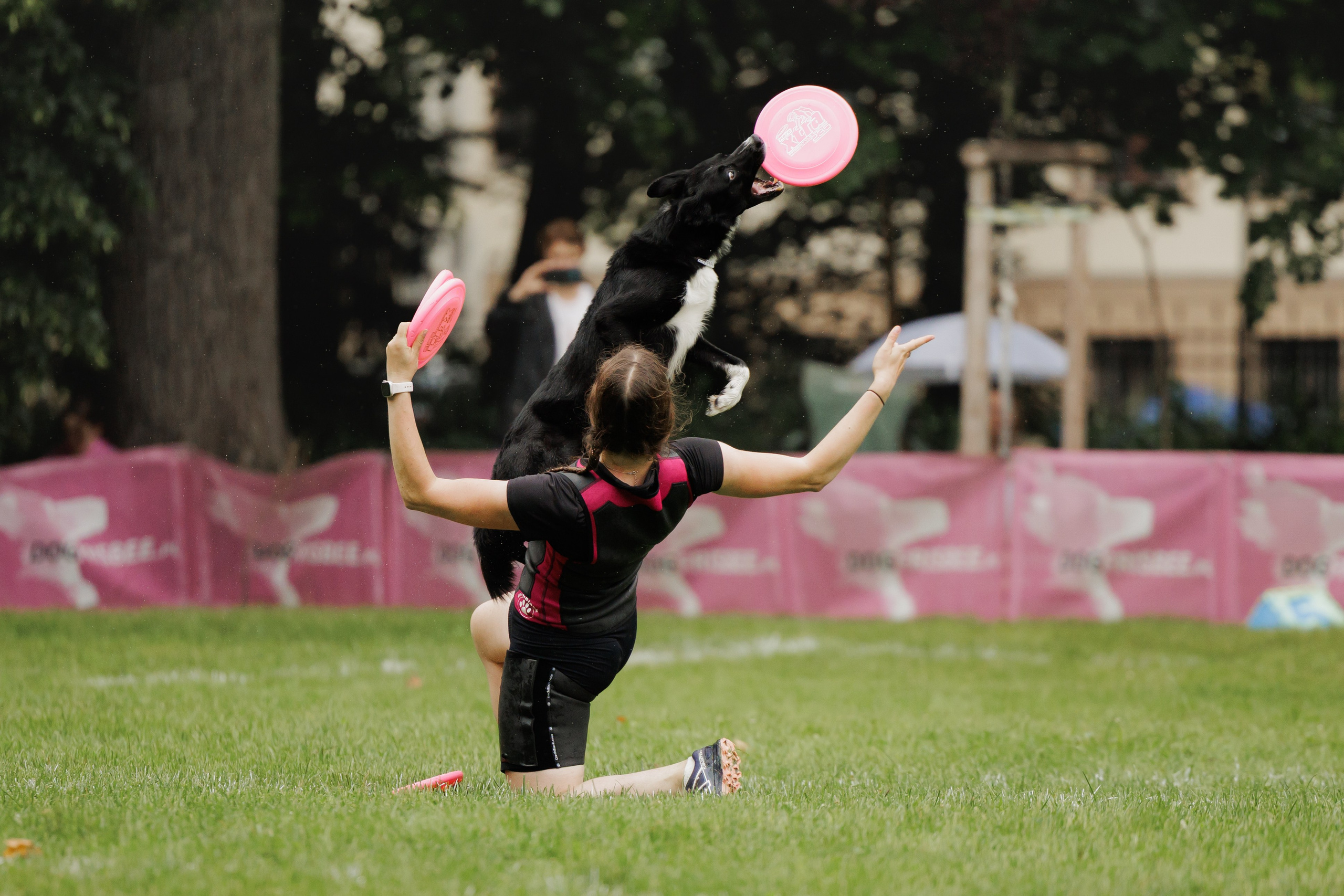 Latające psy, Wrocław'25. Kaja | fotograf psów we Wrocławiu