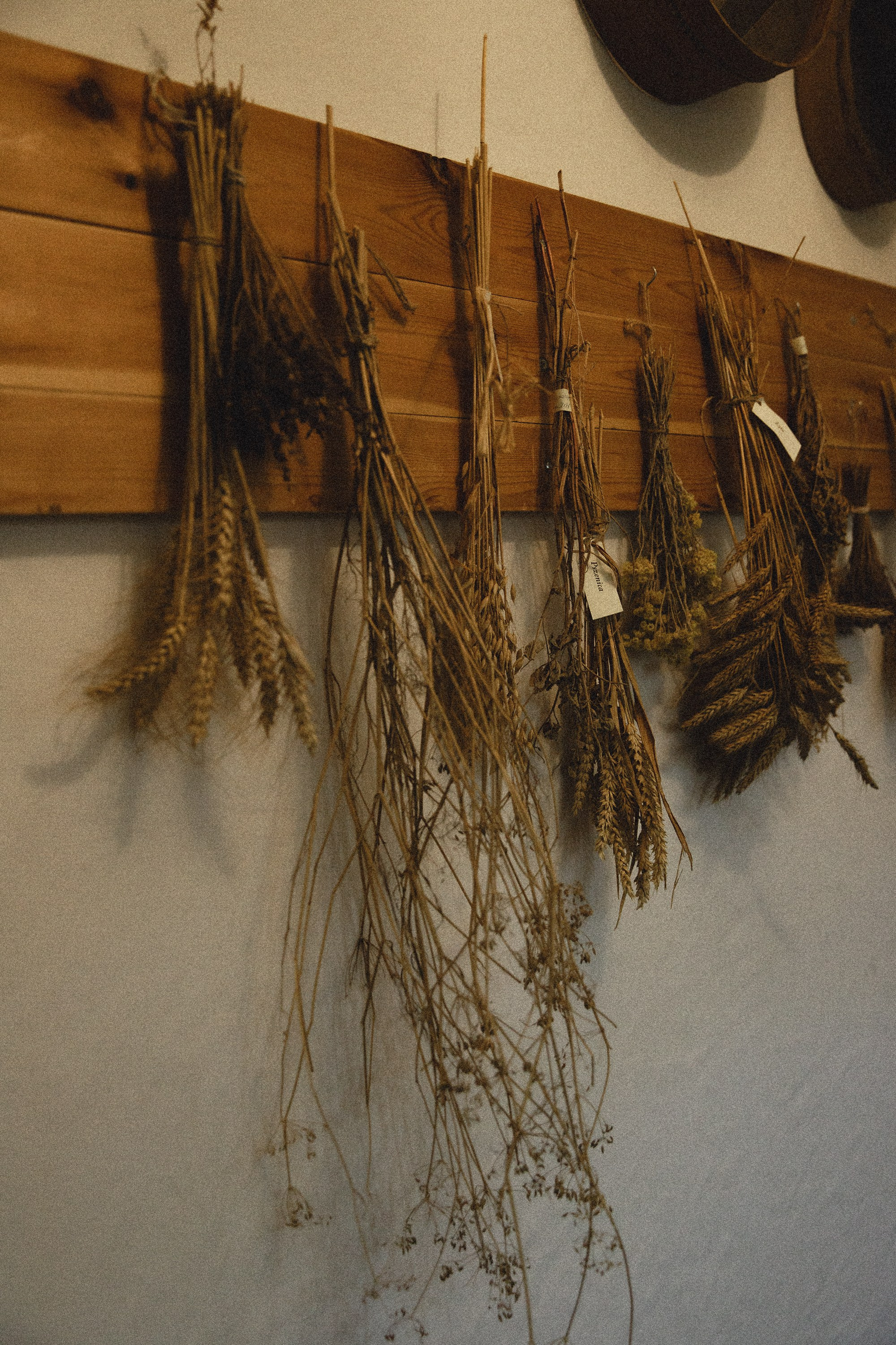 Museum of farmacy in Wroclaw. Kaja | fotograf we Wrocławiu | ludzie i psy