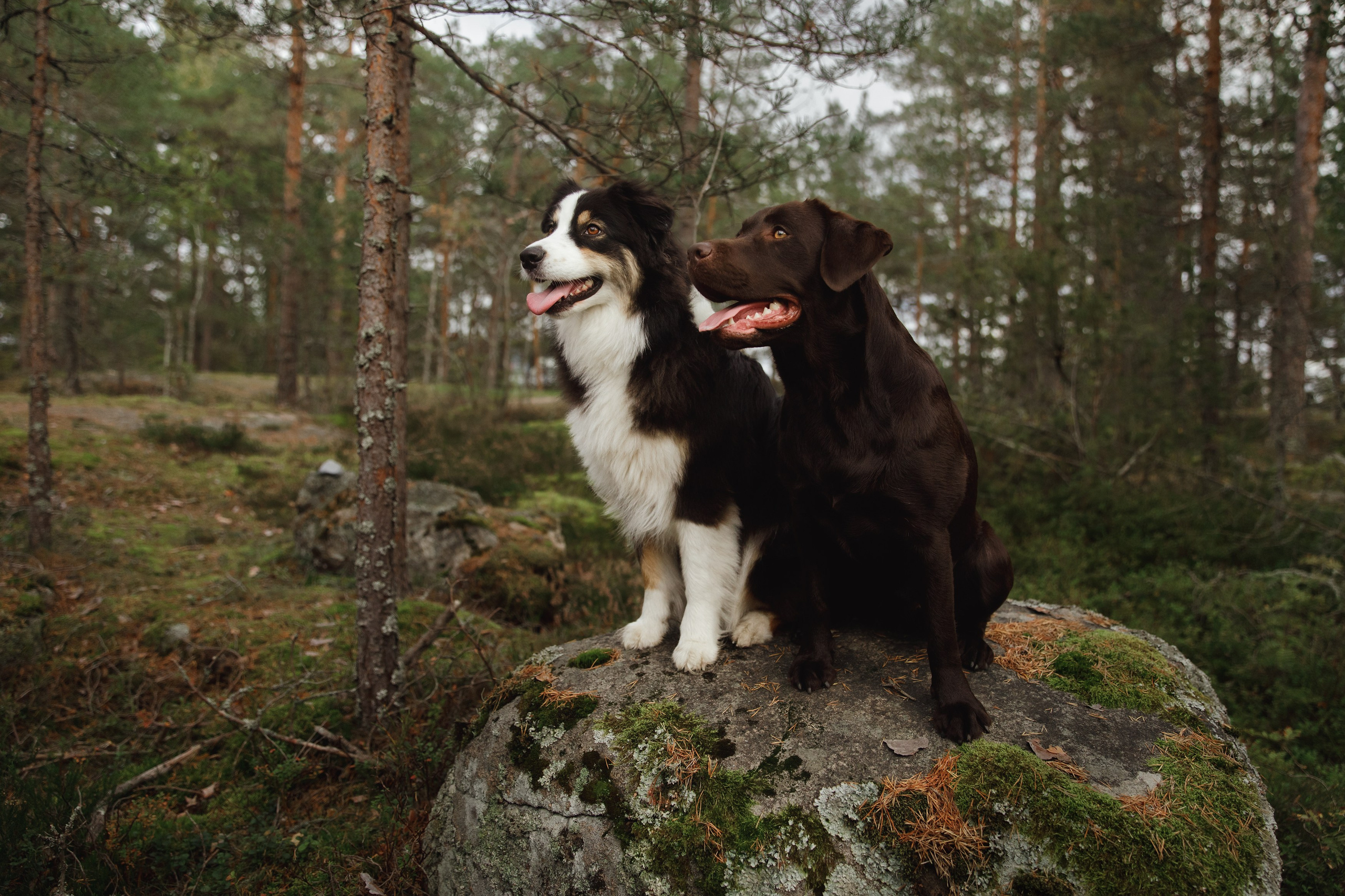 Finnish mossy hills. Kaja | fotograf psów we Wrocławiu