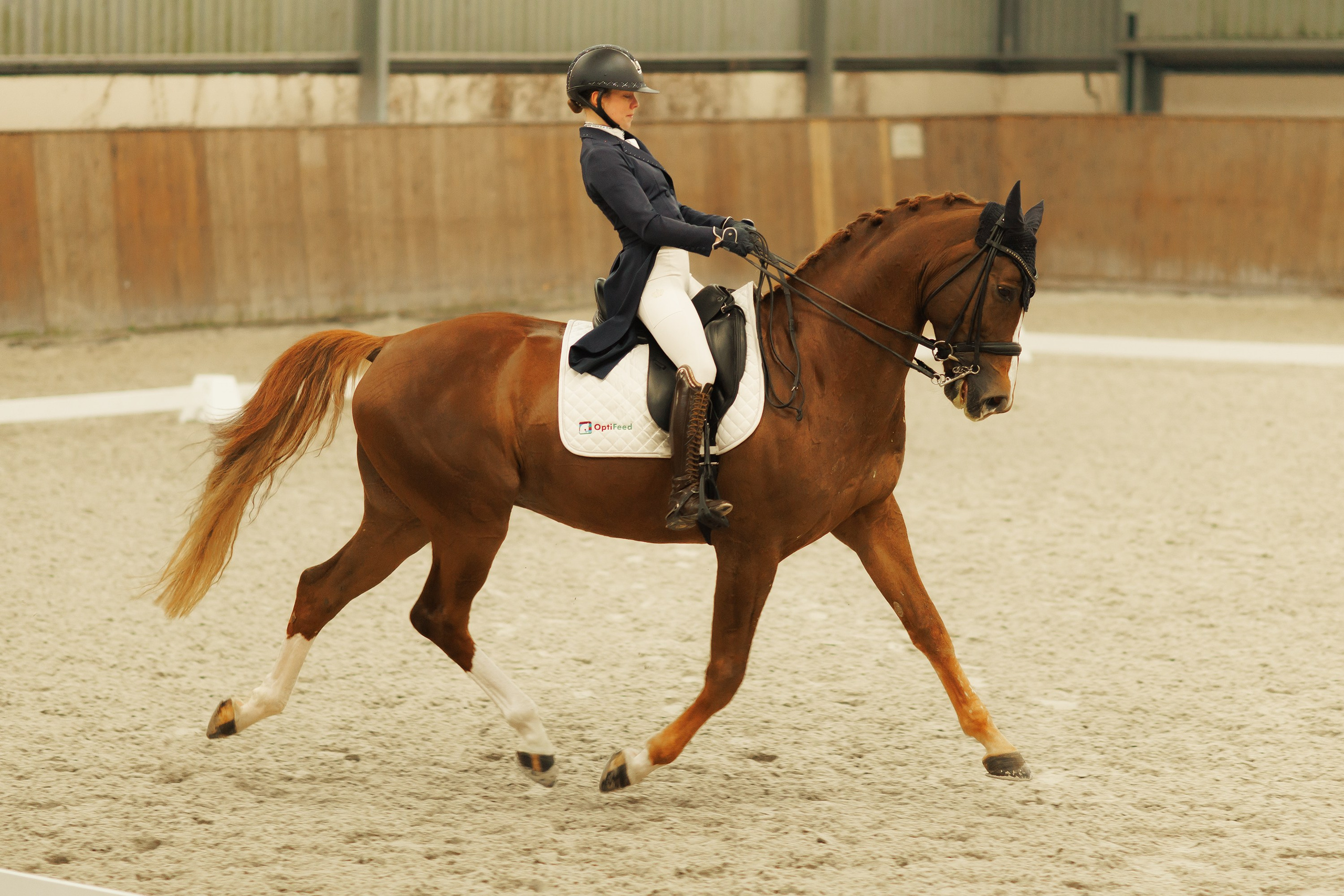 Partynice dressage \ feb'25. Kaja | fotograf we Wrocławiu | ludzie i psy