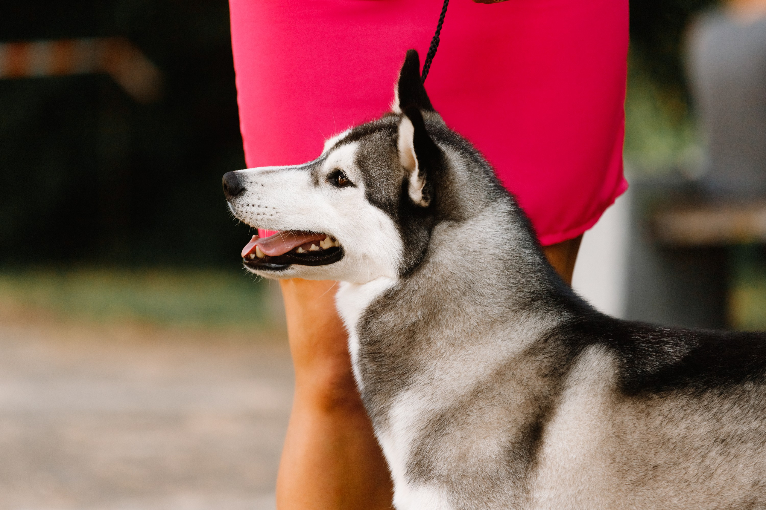 «Argus» dog show in Brest. Kaja | fotograf we Wrocławiu | ludzie i psy