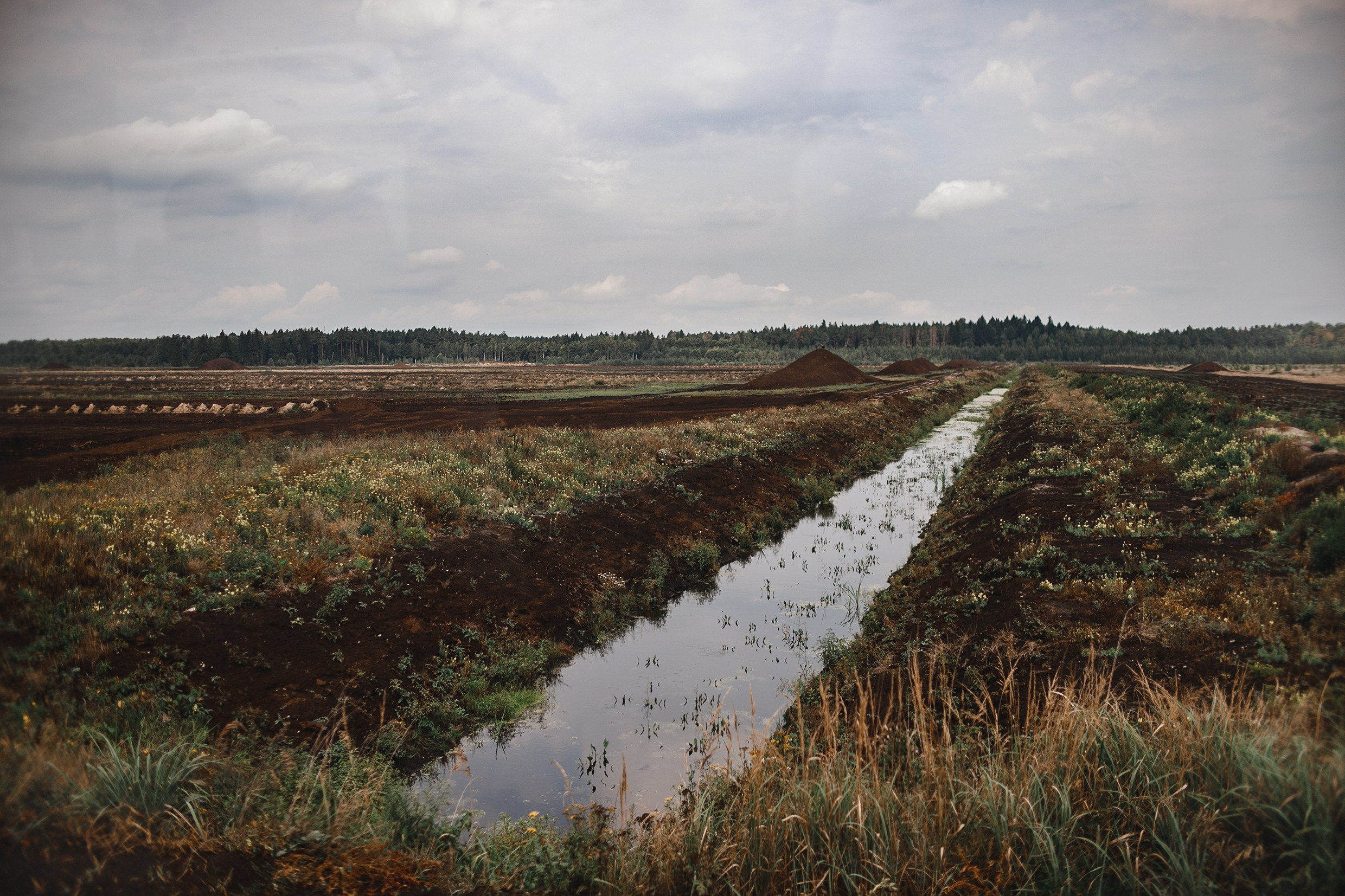 Narrow-gauge railway trip. Kaja | fotograf psów we Wrocławiu